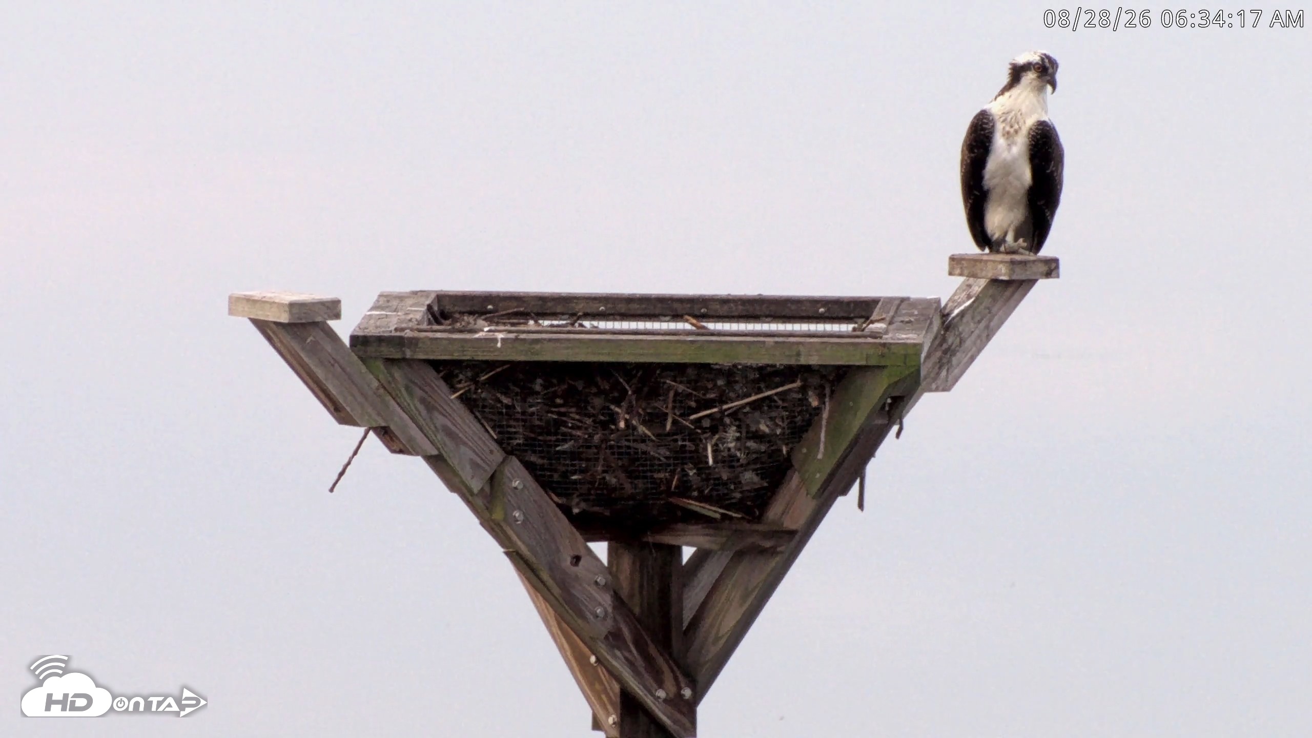 Snapshot of Blackwater Wildlife Refuge Osprey River Platform Live Cam taken Aug 28, 2026, 6:34am EDT