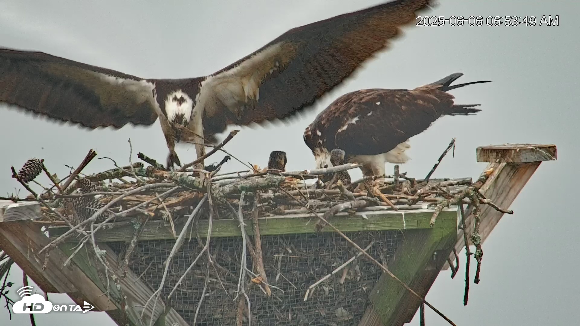 Snapshot of Blackwater Wildlife Refuge Osprey River Platform Live Cam taken Jun 6, 2025, 6:57am EDT