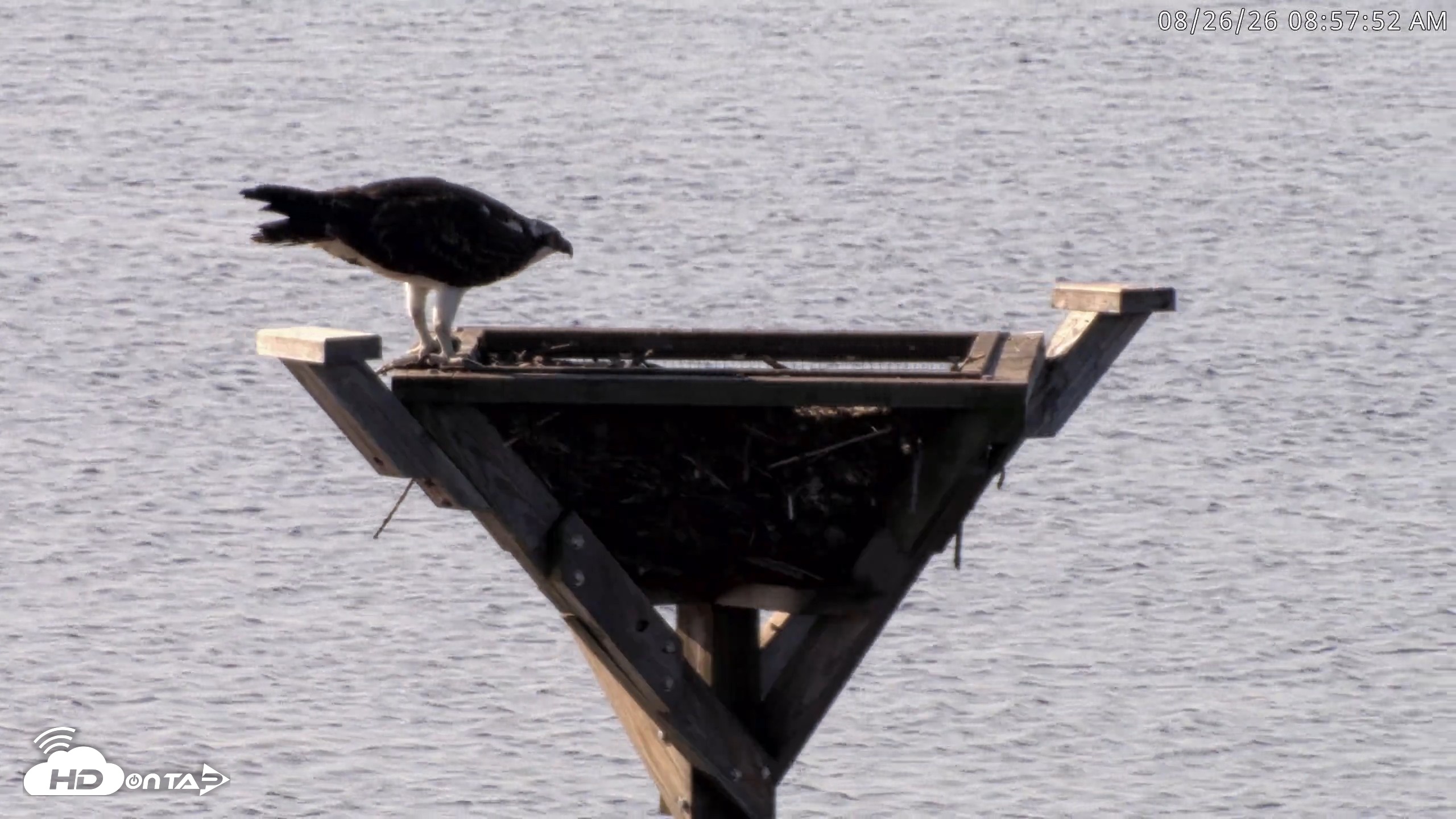 Snapshot of Blackwater Wildlife Refuge Osprey River Platform Live Cam taken Aug 26, 2026, 8:58am EDT