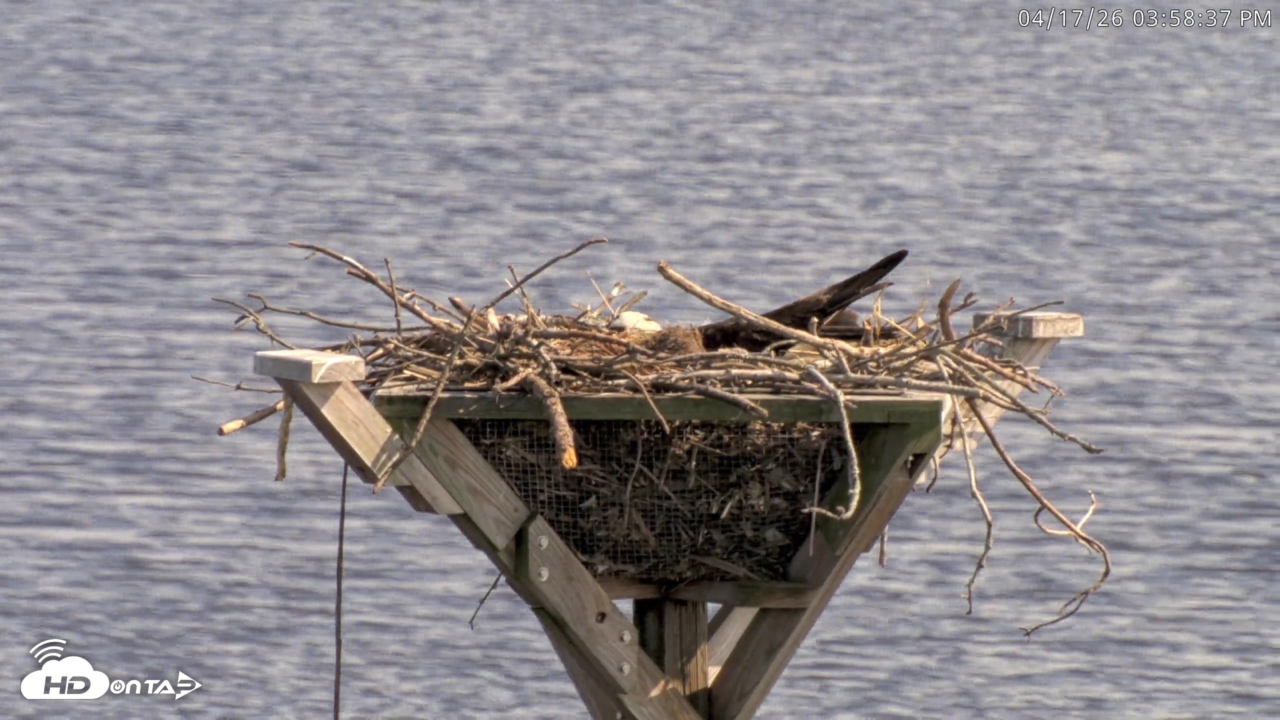 Snapshot of Blackwater Wildlife Refuge Osprey River Platform Live Cam taken Apr 17, 2026, 3:59pm EDT