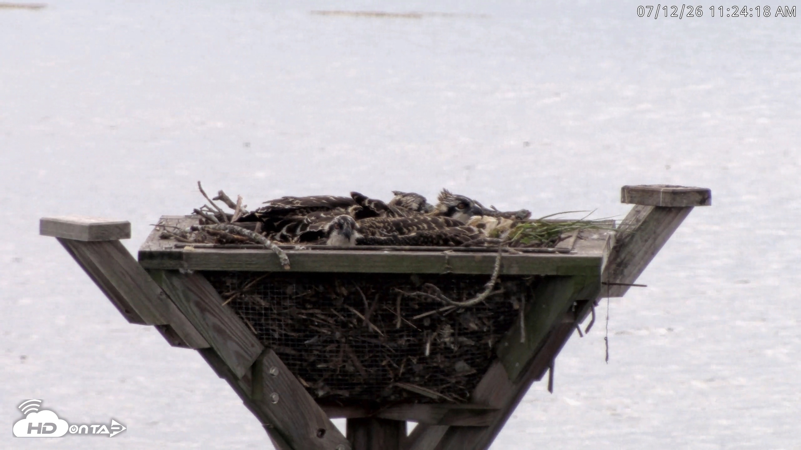 Snapshot of Blackwater Wildlife Refuge Osprey River Platform Live Cam taken Jul 12, 2026, 11:25am EDT