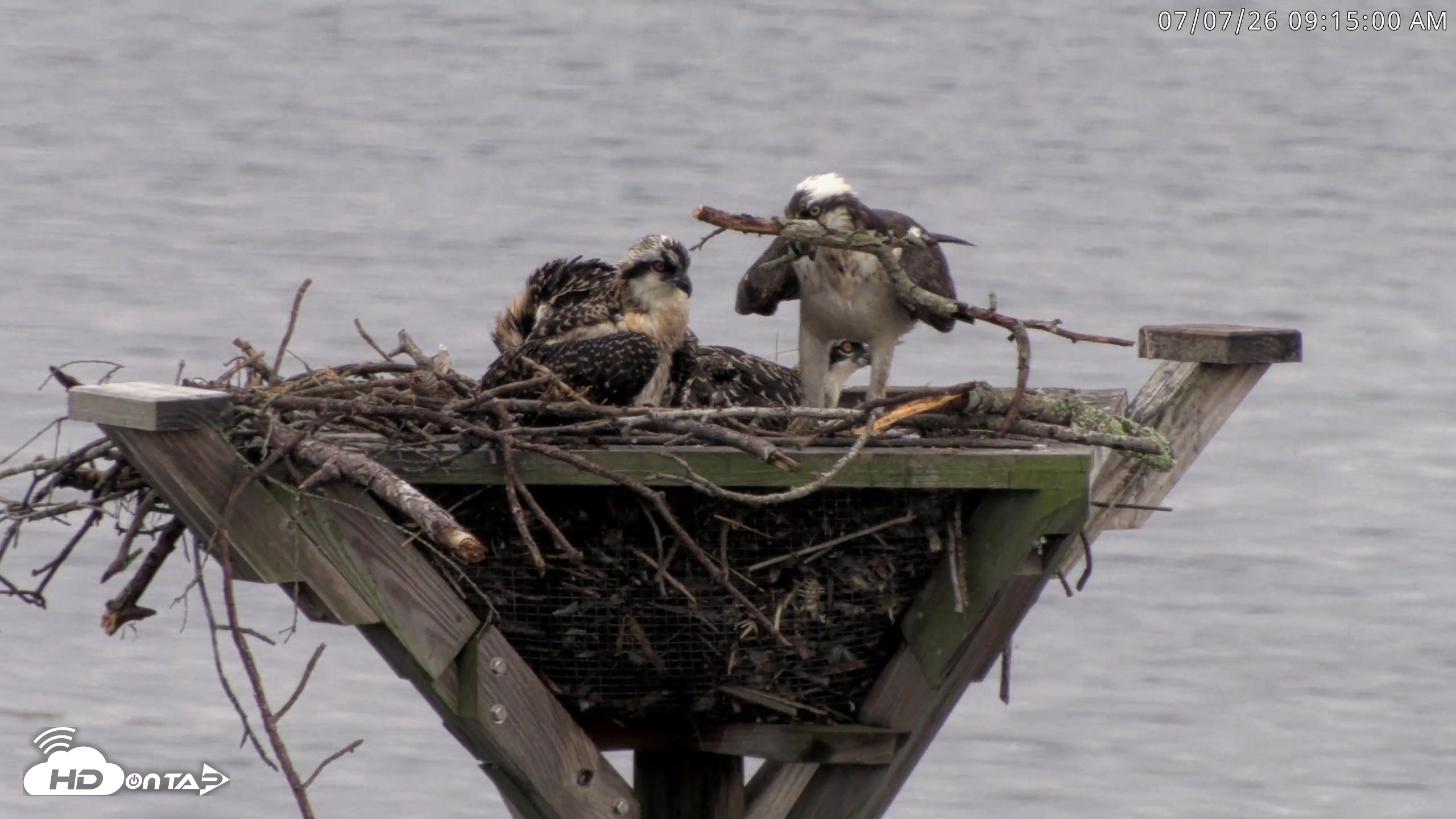 Snapshot of Blackwater Wildlife Refuge Osprey River Platform Live Cam taken Jul 7, 2026, 9:15am EDT