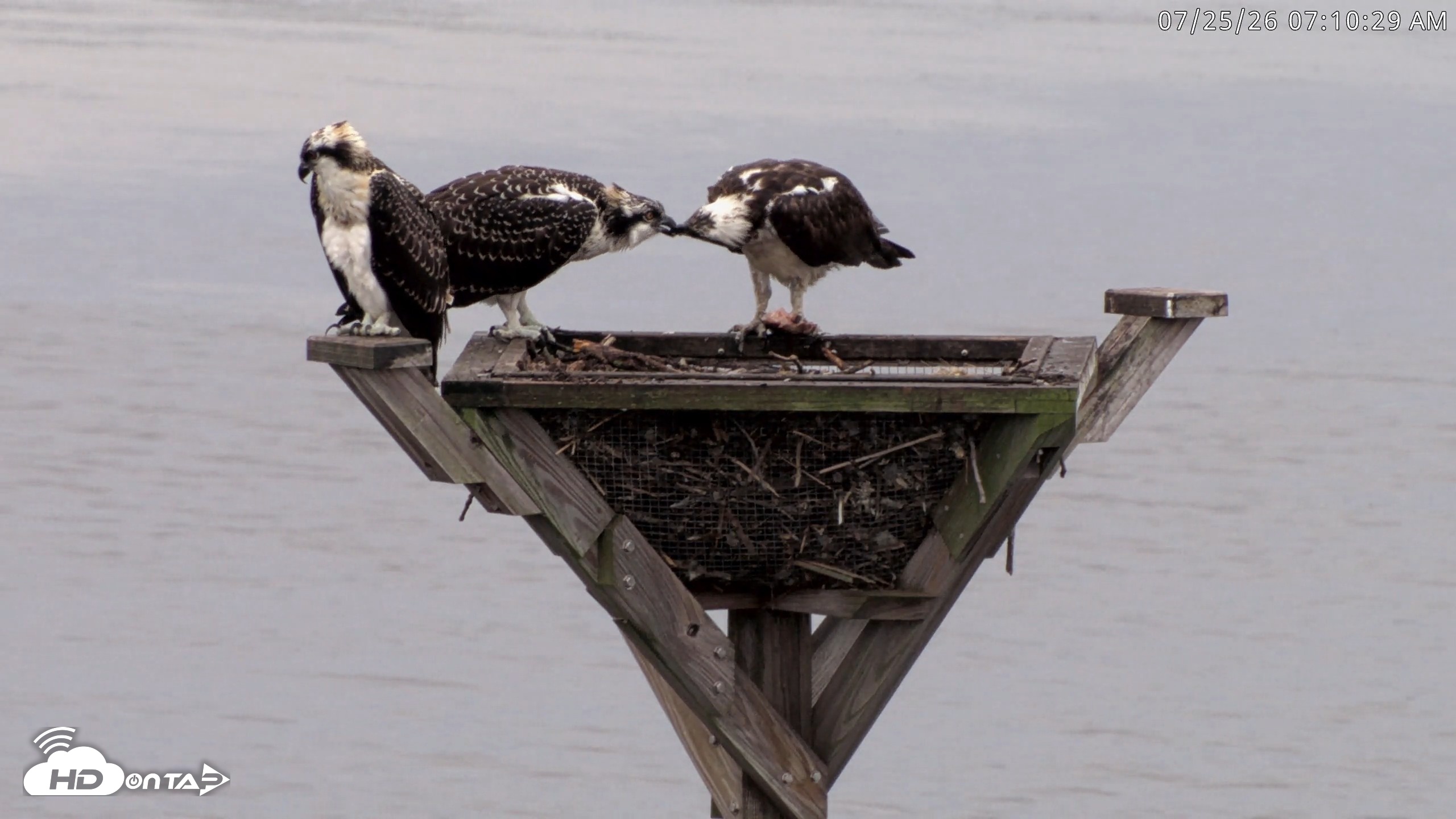 Snapshot of Blackwater Wildlife Refuge Osprey River Platform Live Cam taken Jul 25, 2026, 7:11am EDT