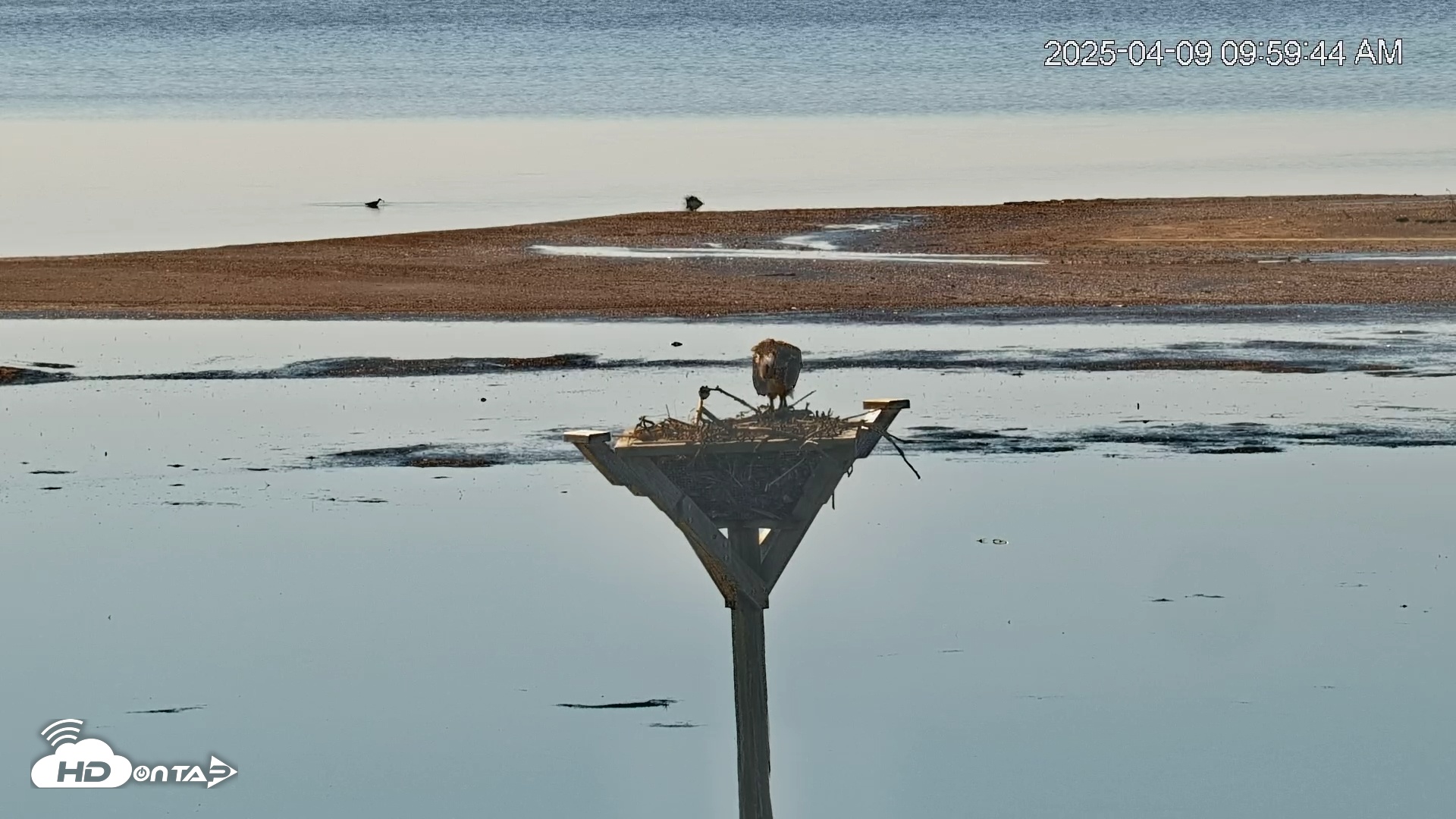 Snapshot of Blackwater Wildlife Refuge Osprey River Platform Live Cam taken Apr 9, 2025, 10:00am EDT