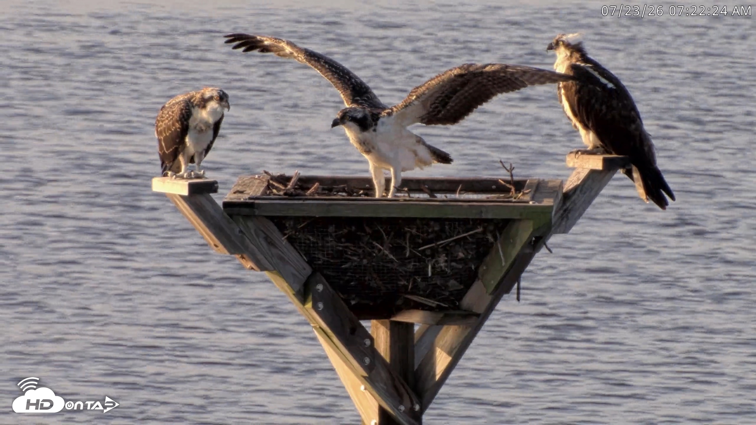 Snapshot of Blackwater Wildlife Refuge Osprey River Platform Live Cam taken Jul 23, 2026, 7:23am EDT