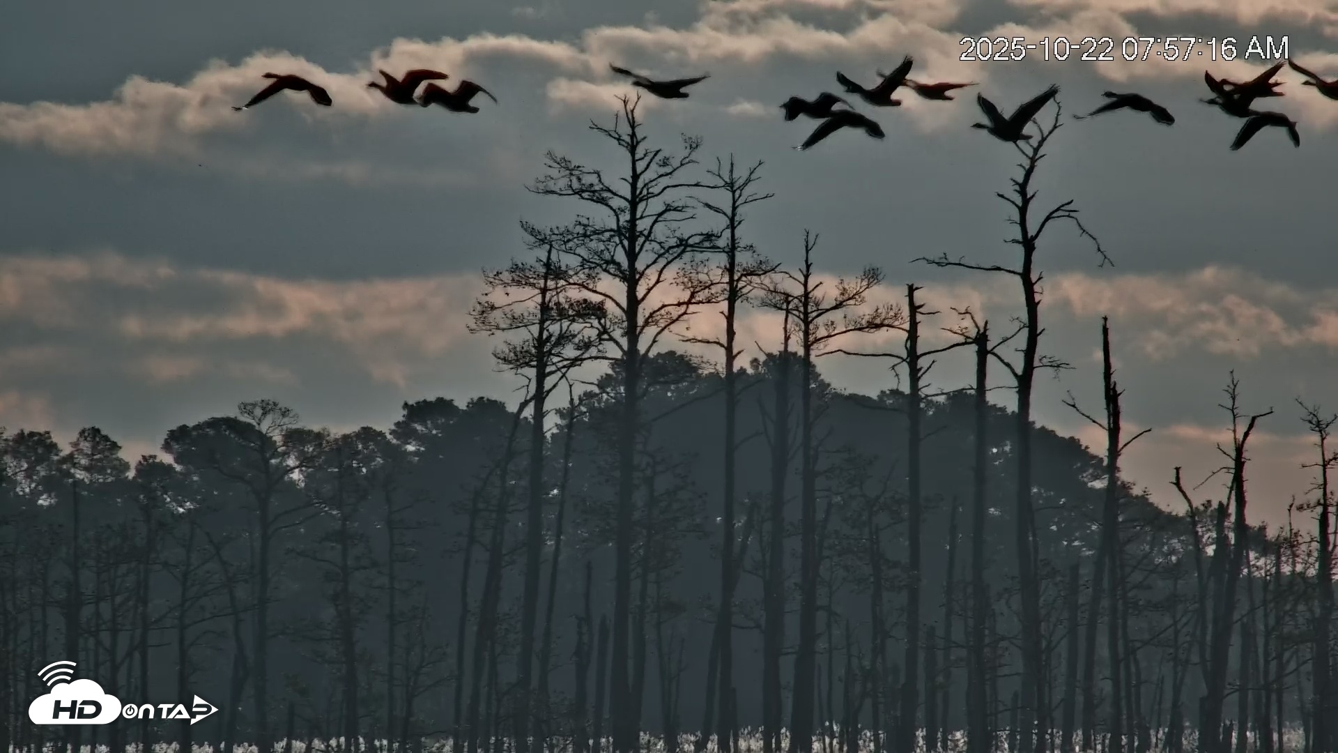 Snapshot of Blackwater Wildlife Refuge Osprey River Platform Live Cam taken Oct 22, 2025, 7:58am EDT