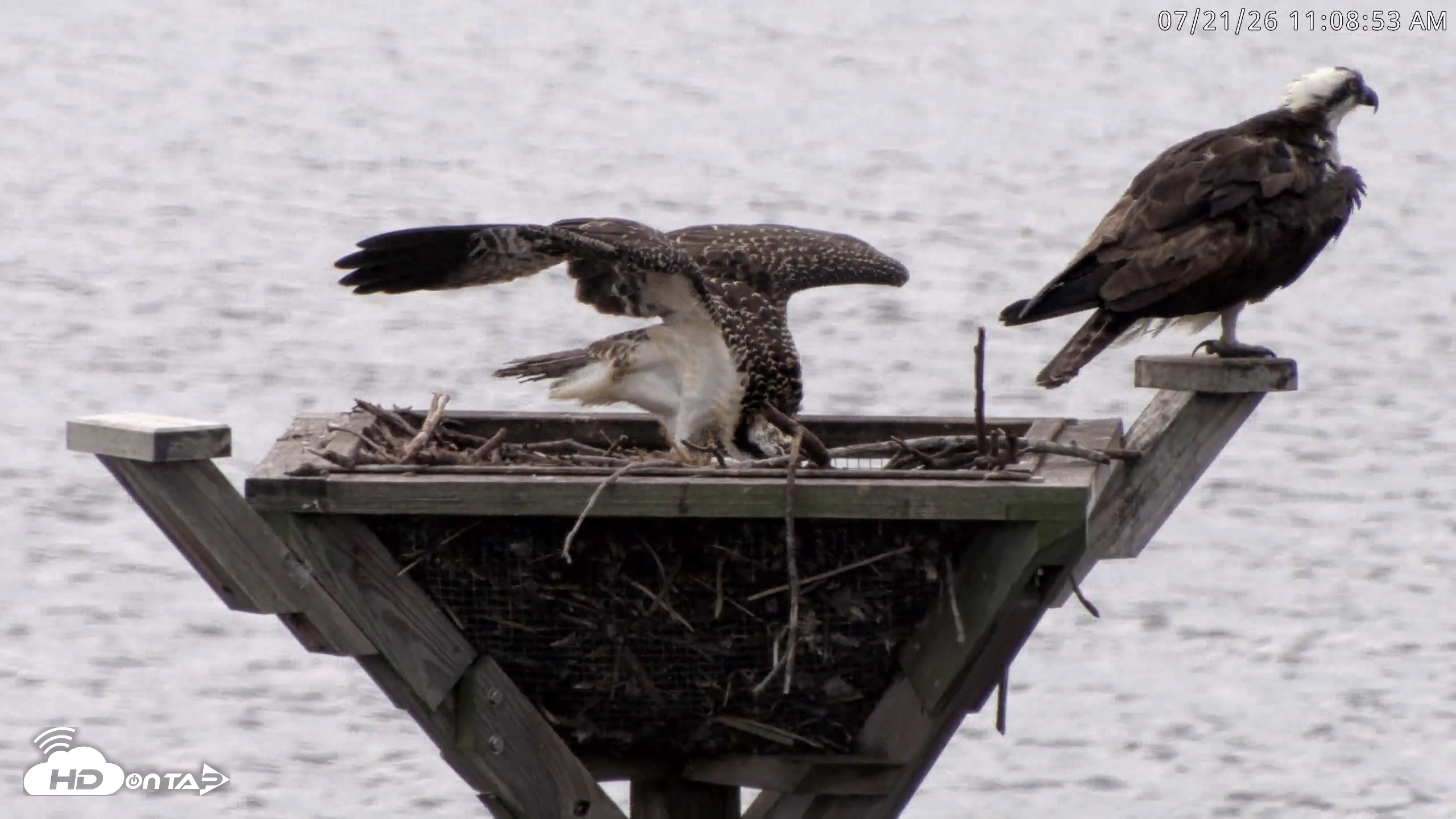 Snapshot of Blackwater Wildlife Refuge Osprey River Platform Live Cam taken Jul 21, 2026, 11:09am EDT