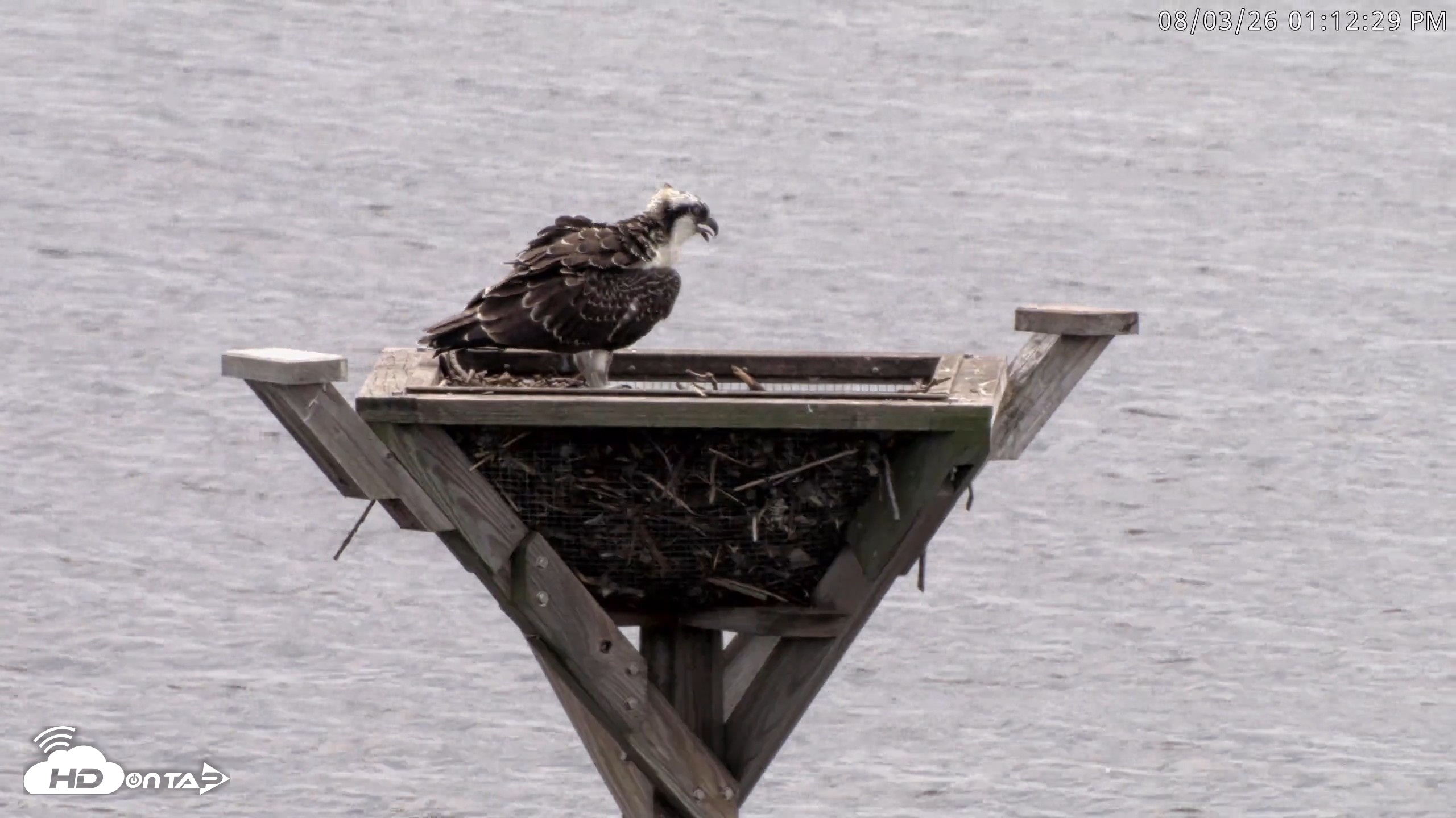 Snapshot of Blackwater Wildlife Refuge Osprey River Platform Live Cam taken Aug 3, 2026, 1:13pm EDT