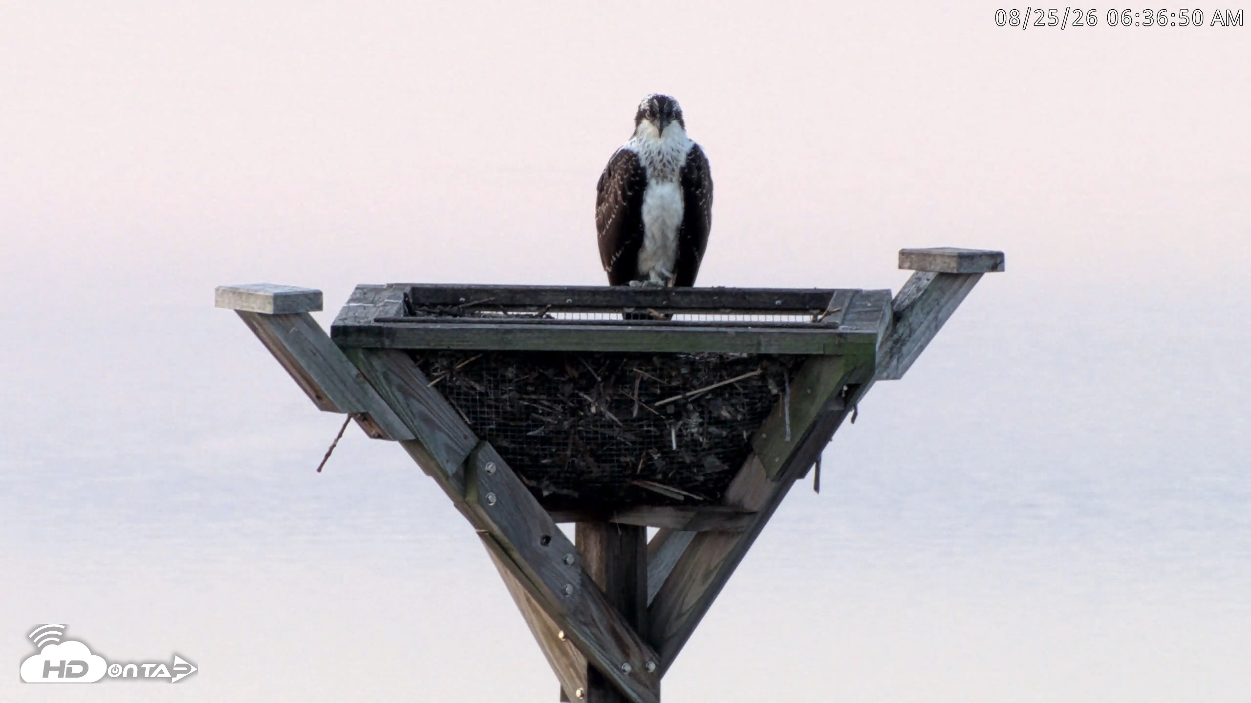 Snapshot of Blackwater Wildlife Refuge Osprey River Platform Live Cam taken Aug 25, 2026, 6:37am EDT