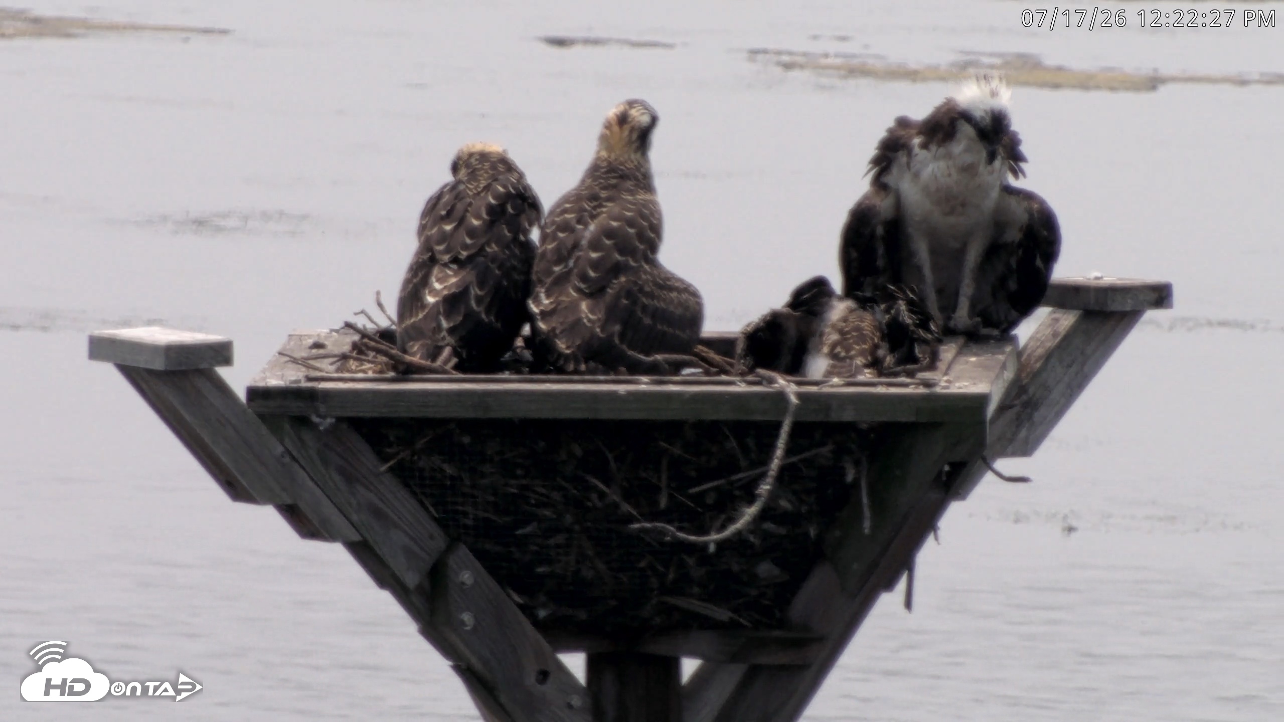 Snapshot of Blackwater Wildlife Refuge Osprey River Platform Live Cam taken Jul 17, 2026, 12:23pm EDT