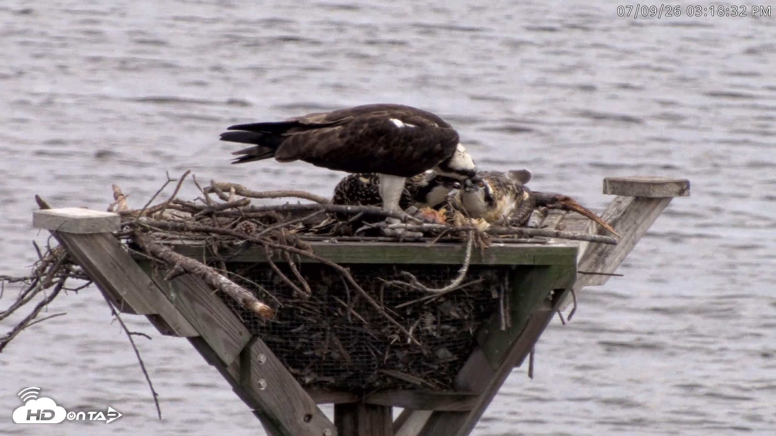 Snapshot of Blackwater Wildlife Refuge Osprey River Platform Live Cam taken Jul 9, 2026, 3:19pm EDT