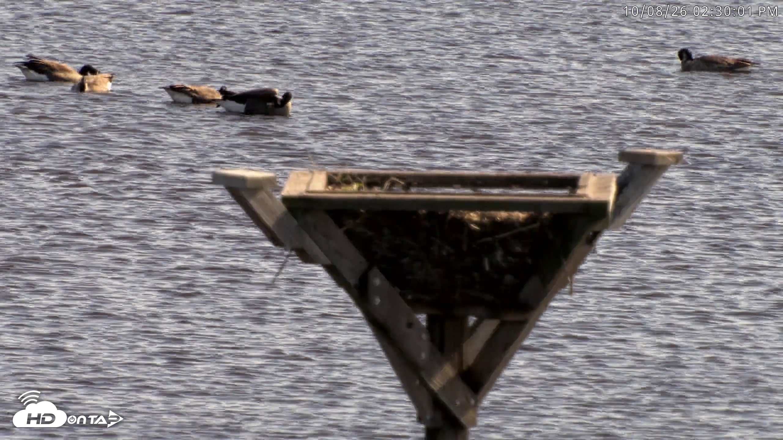 Snapshot of Blackwater Wildlife Refuge Osprey River Platform Live Cam taken Oct 8, 2026, 2:30pm EDT