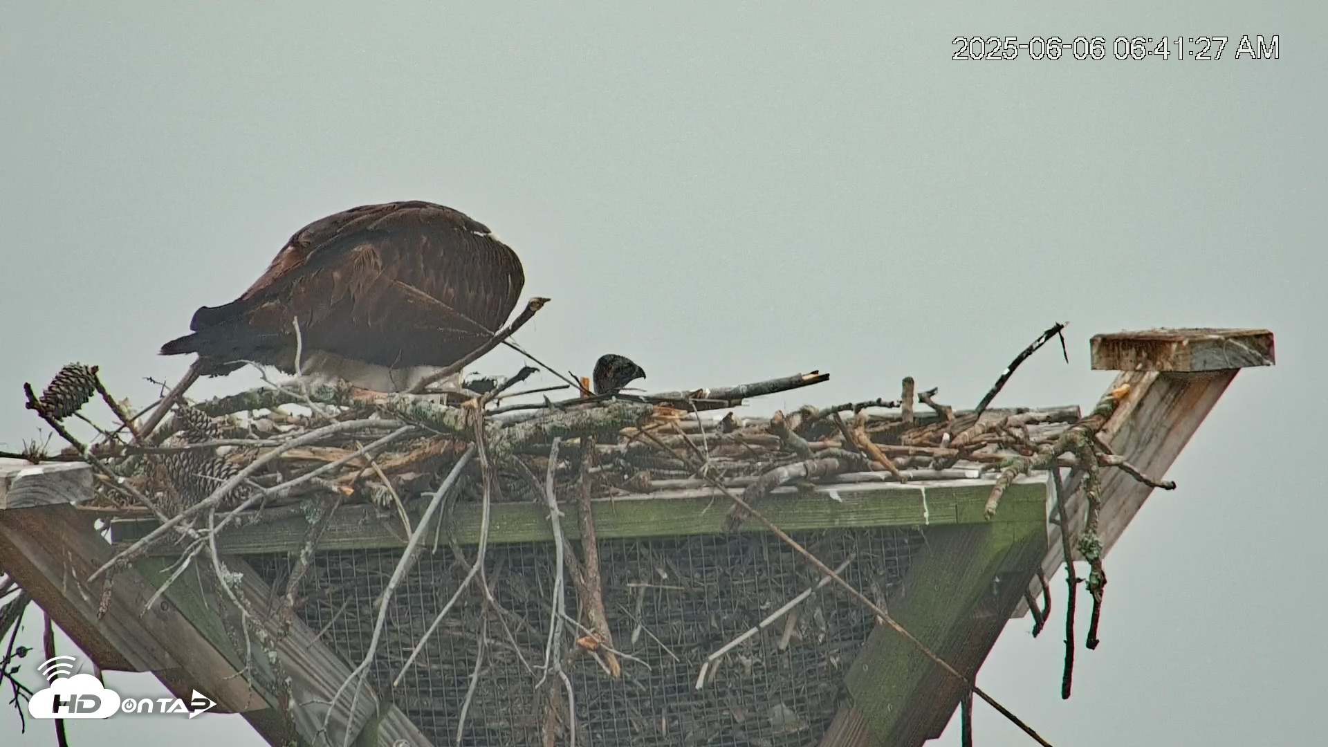 Snapshot of Blackwater Wildlife Refuge Osprey River Platform Live Cam taken Jun 6, 2025, 6:42am EDT