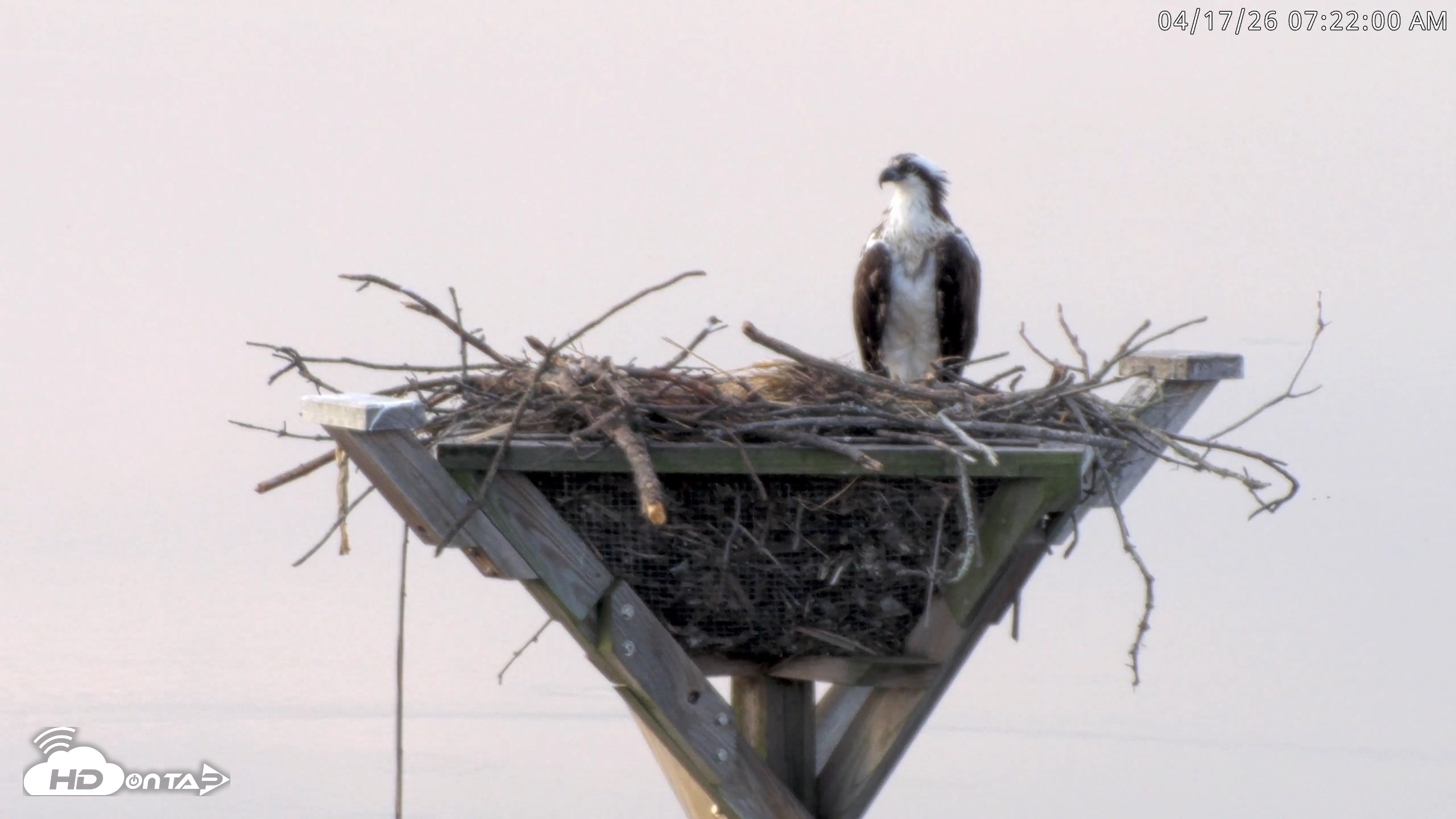 Snapshot of Blackwater Wildlife Refuge Osprey River Platform Live Cam taken Apr 17, 2026, 7:22am EDT