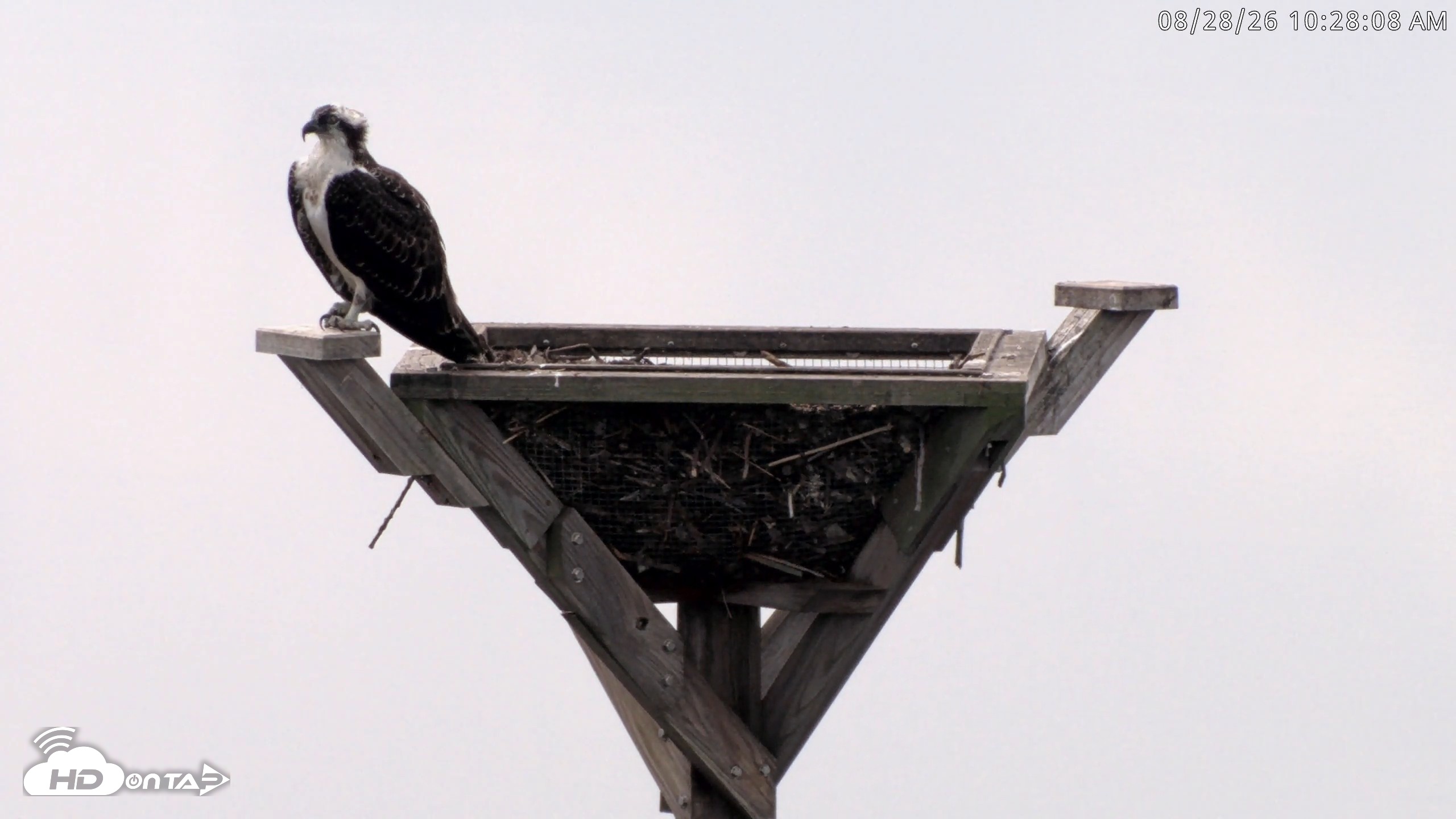 Snapshot of Blackwater Wildlife Refuge Osprey River Platform Live Cam taken Aug 28, 2026, 10:28am EDT