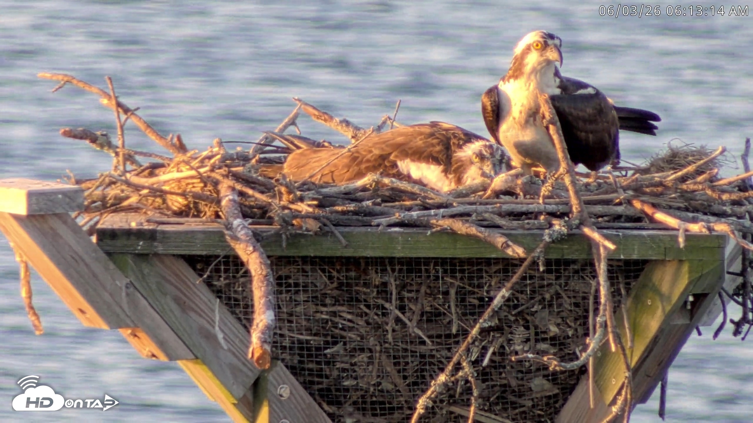 Snapshot of Blackwater Wildlife Refuge Osprey River Platform Live Cam taken Jun 3, 2026, 6:14am EDT