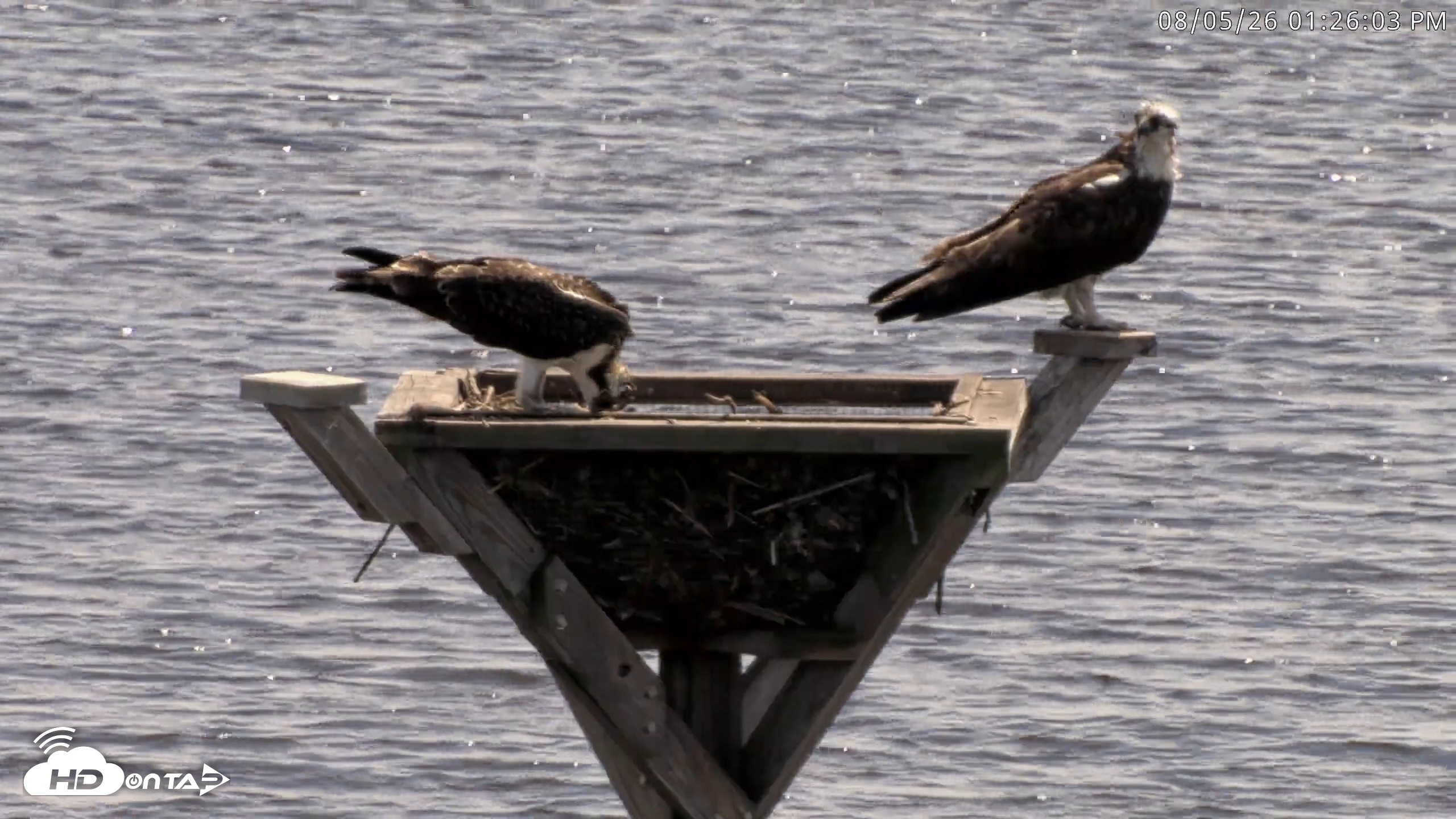 Snapshot of Blackwater Wildlife Refuge Osprey River Platform Live Cam taken Aug 5, 2026, 1:26pm EDT