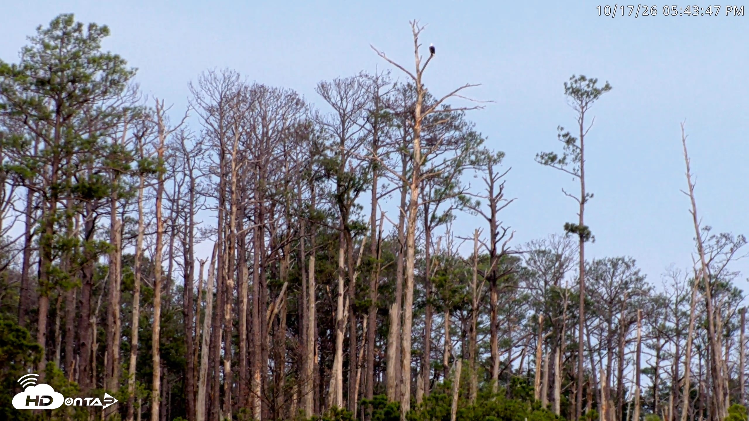 Snapshot of Blackwater Wildlife Refuge Osprey River Platform Live Cam taken Oct 17, 2026, 5:44pm EDT