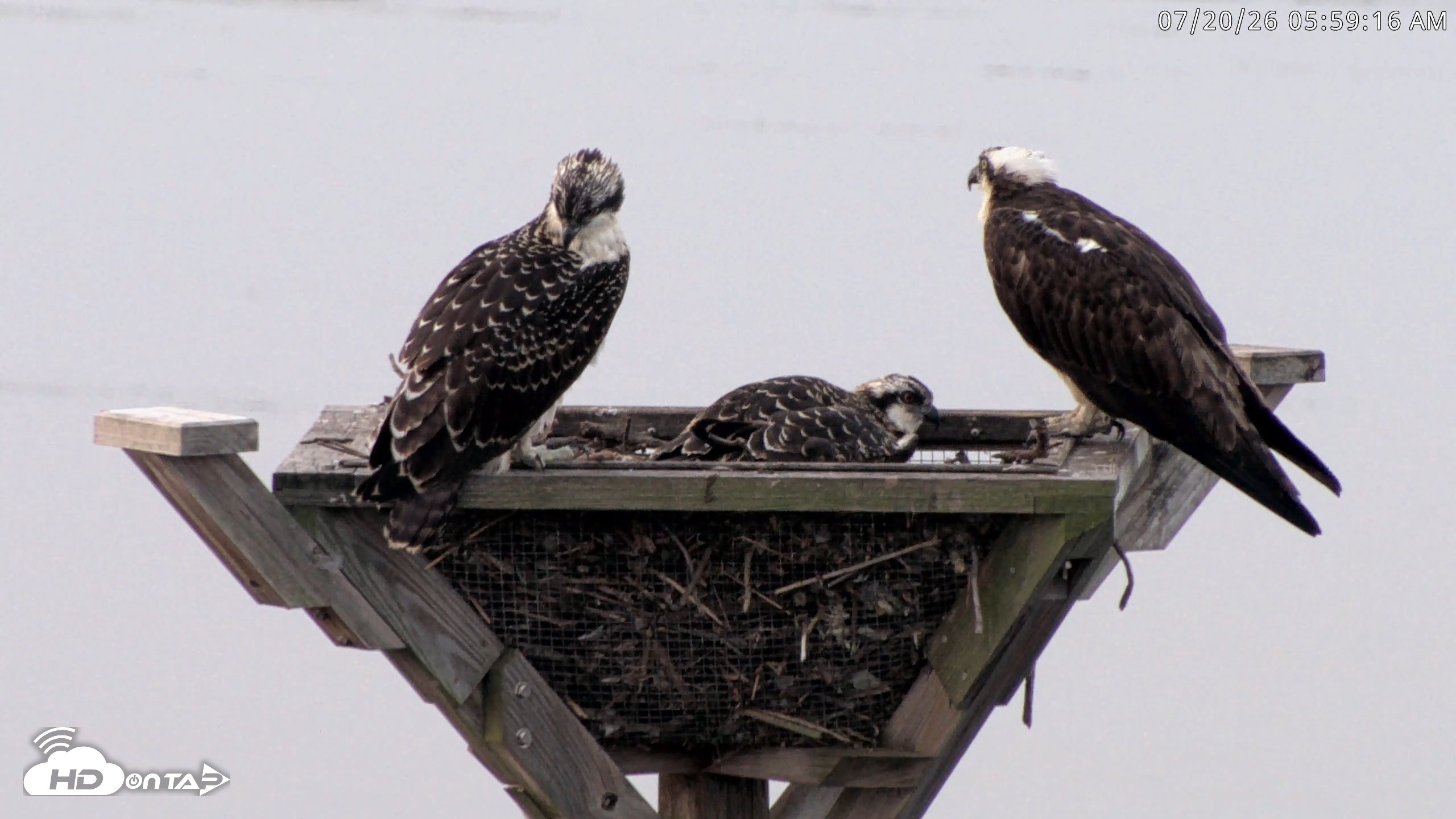 Snapshot of Blackwater Wildlife Refuge Osprey River Platform Live Cam taken Jul 20, 2026, 6:00am EDT