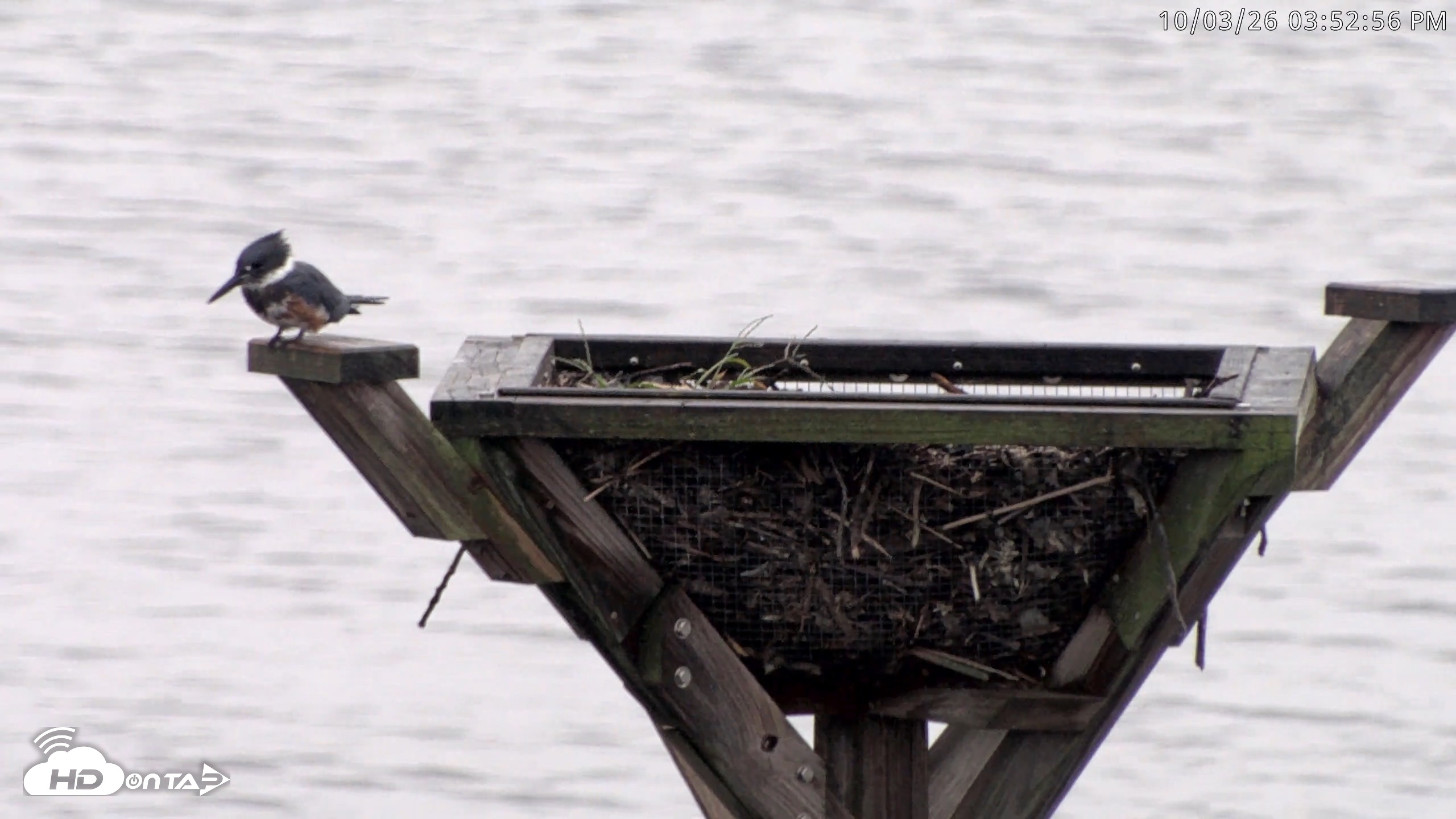 Snapshot of Blackwater Wildlife Refuge Osprey River Platform Live Cam taken Oct 3, 2026, 3:53pm EDT