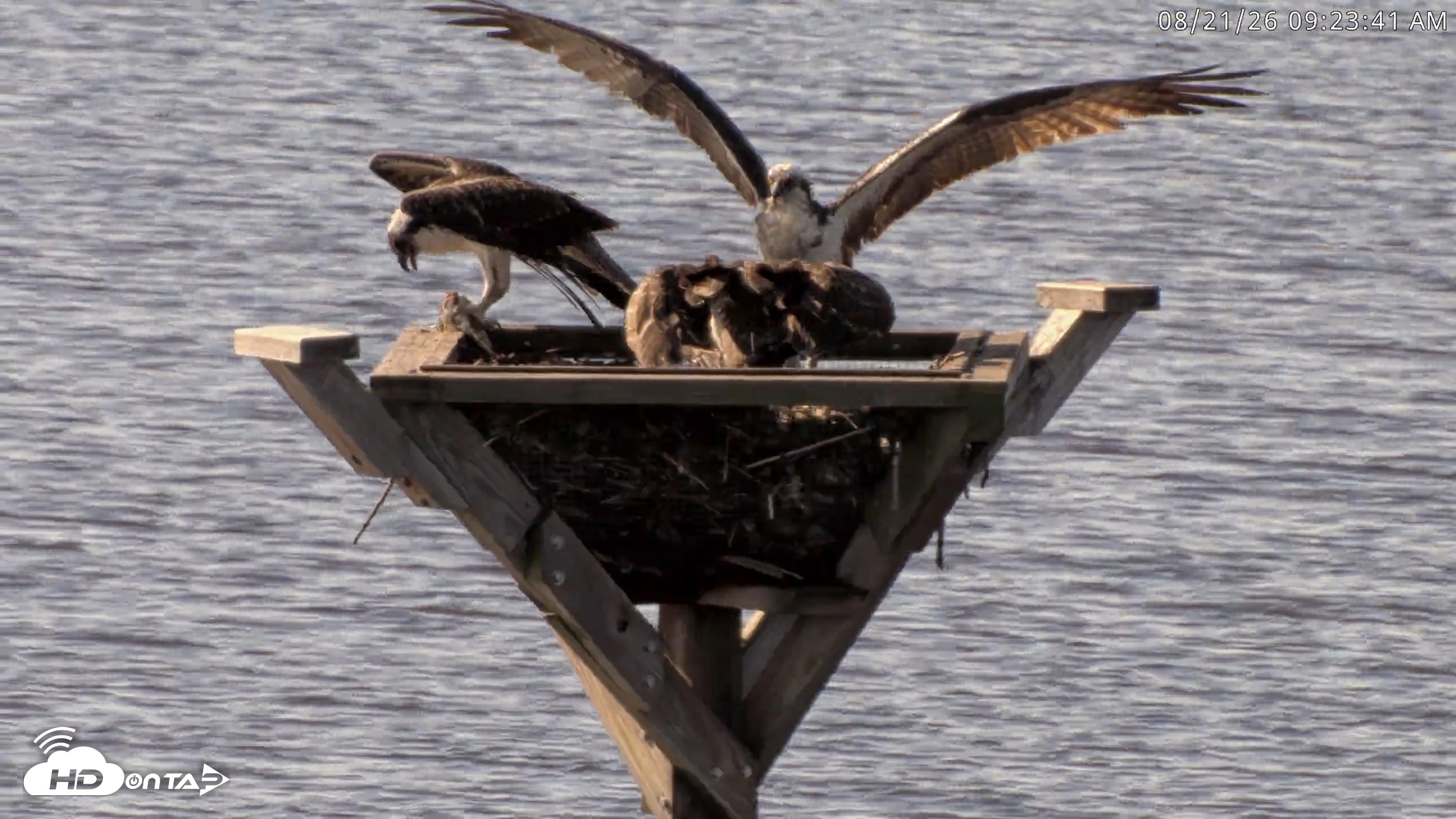 Snapshot of Blackwater Wildlife Refuge Osprey River Platform Live Cam taken Aug 21, 2026, 9:24am EDT