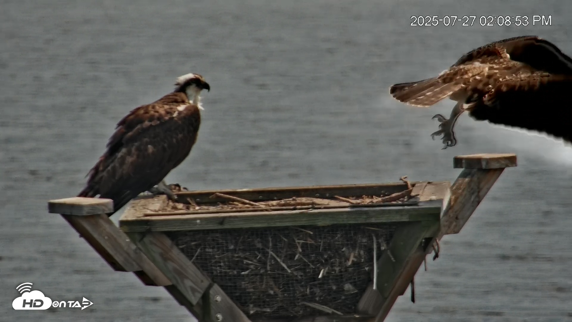 Snapshot of Blackwater Wildlife Refuge Osprey River Platform Live Cam taken Jul 27, 2025, 2:10pm EDT