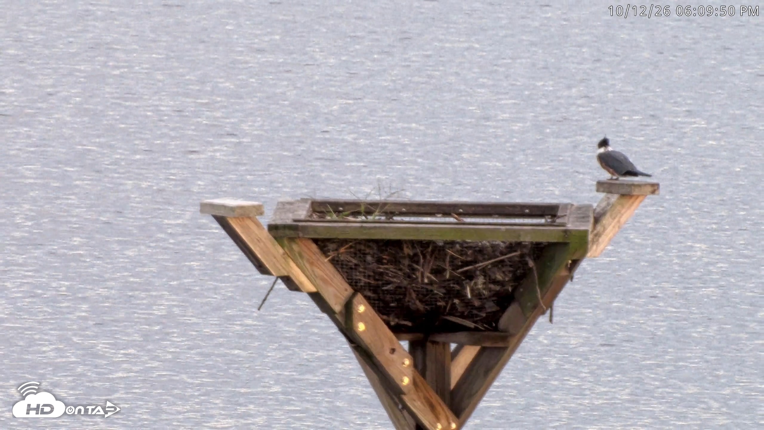 Snapshot of Blackwater Wildlife Refuge Osprey River Platform Live Cam taken Oct 12, 2026, 6:10pm EDT