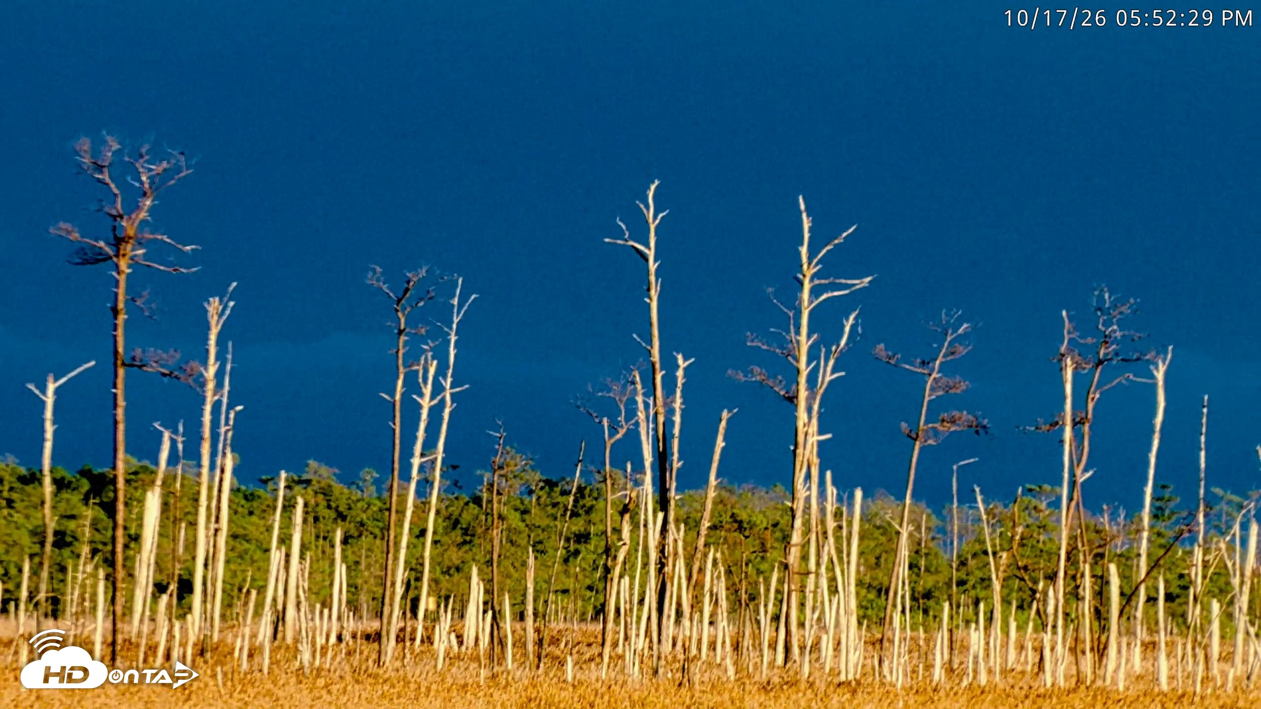 Snapshot of Blackwater Wildlife Refuge Osprey River Platform Live Cam taken Oct 17, 2026, 5:53pm EDT