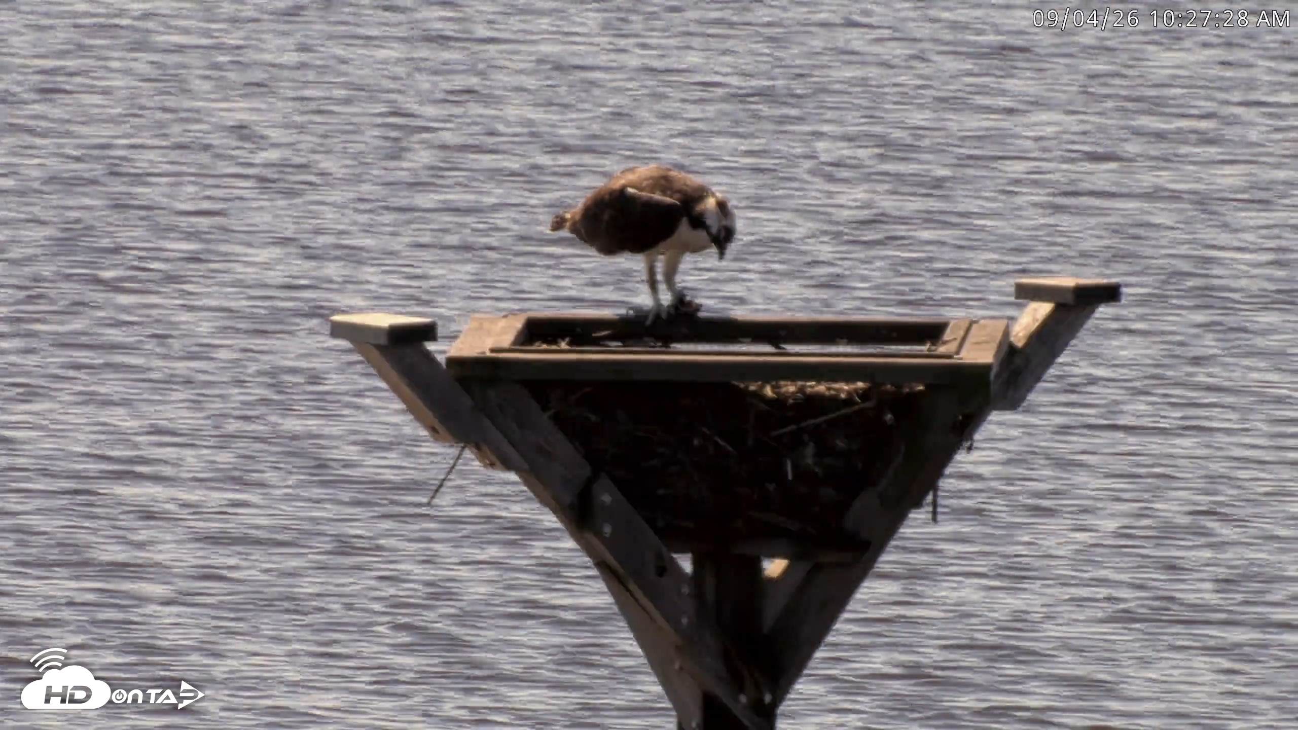 Snapshot of Blackwater Wildlife Refuge Osprey River Platform Live Cam taken Sep 4, 2026, 10:28am EDT