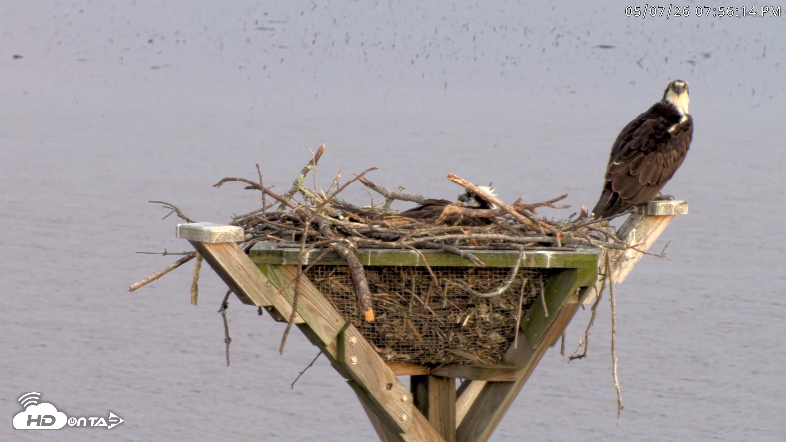 Snapshot of Blackwater Wildlife Refuge Osprey River Platform Live Cam taken May 7, 2026, 7:56pm EDT