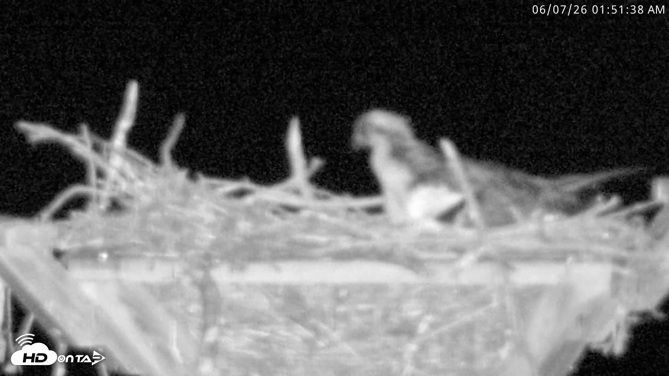 Snapshot of Blackwater Wildlife Refuge Osprey River Platform Live Cam taken Jun 7, 2026, 1:52am EDT