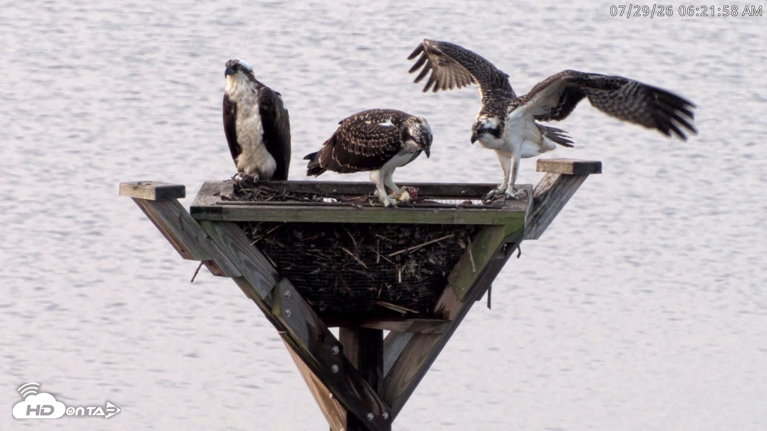 Snapshot of Blackwater Wildlife Refuge Osprey River Platform Live Cam taken Jul 29, 2026, 6:23am EDT