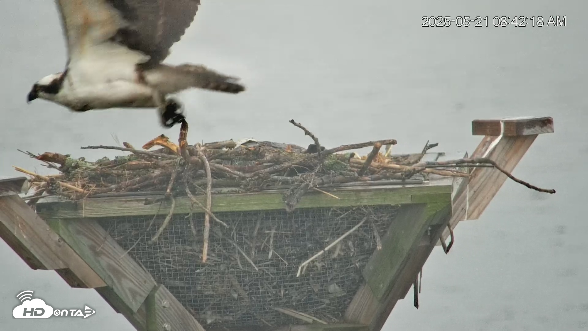 Snapshot of Blackwater Wildlife Refuge Osprey River Platform Live Cam taken May 21, 2025, 8:44am EDT