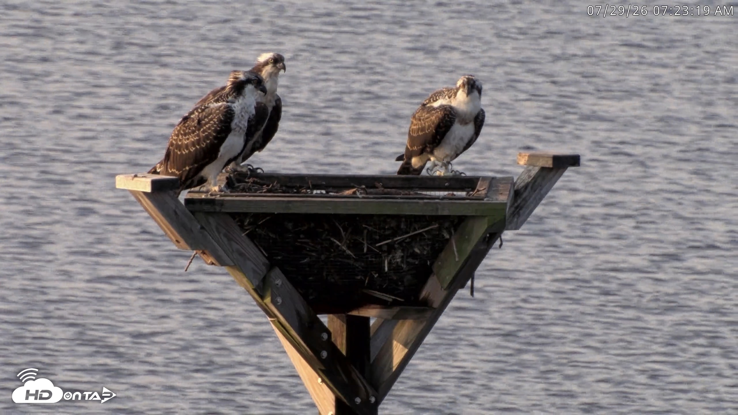 Snapshot of Blackwater Wildlife Refuge Osprey River Platform Live Cam taken Jul 29, 2026, 7:23am EDT