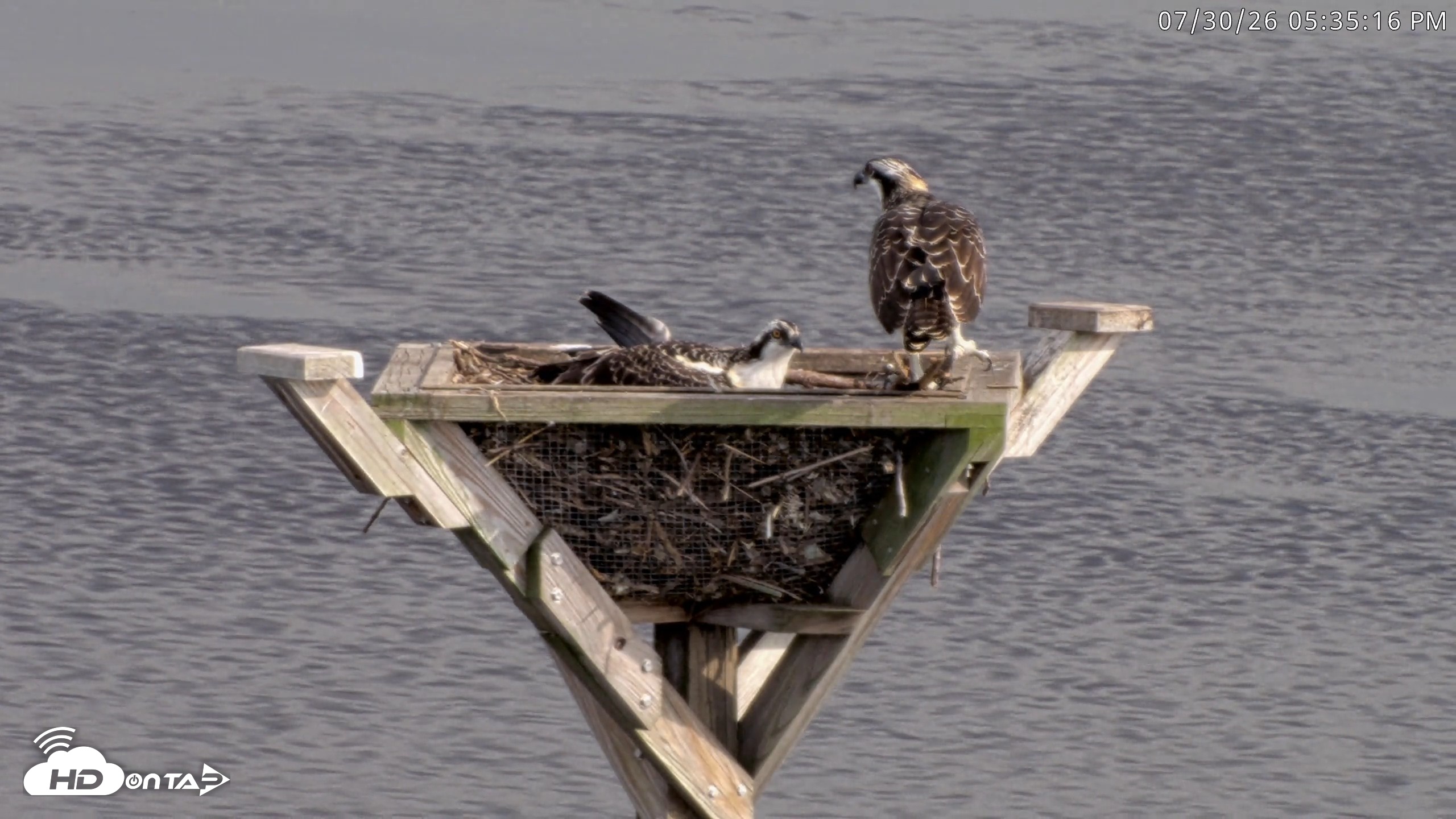 Snapshot of Blackwater Wildlife Refuge Osprey River Platform Live Cam taken Jul 30, 2026, 5:35pm EDT