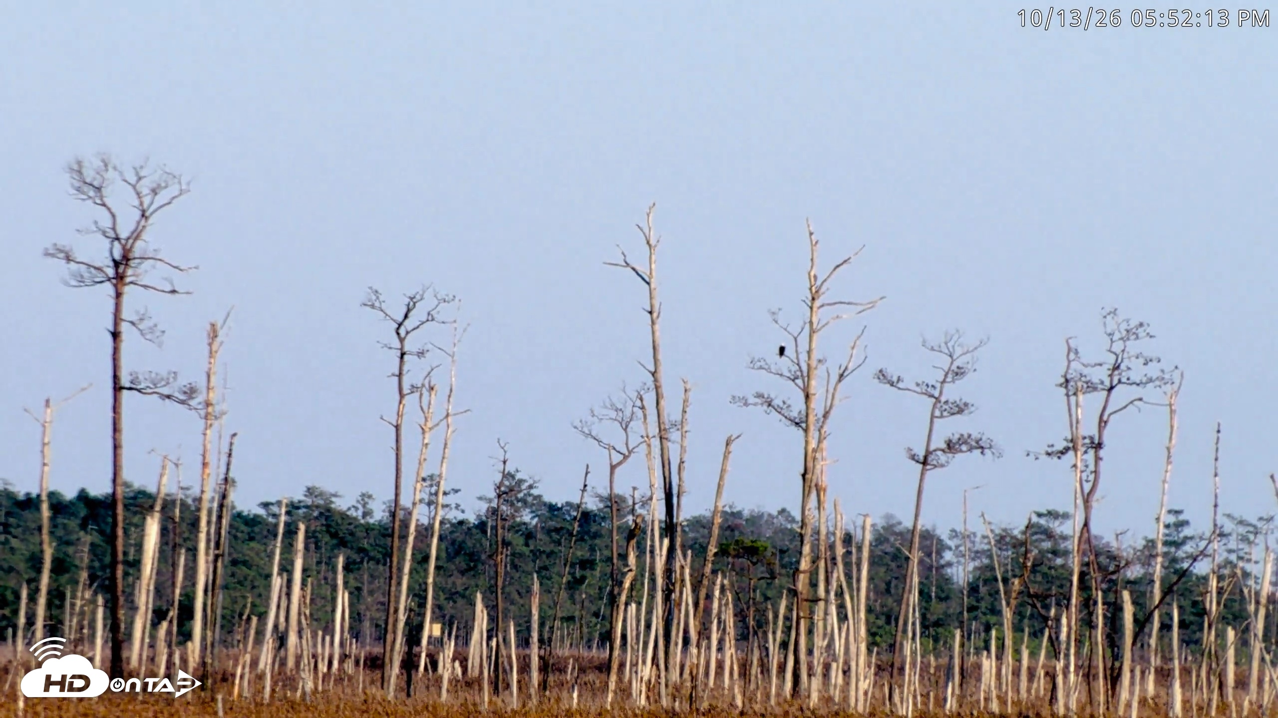 Snapshot of Blackwater Wildlife Refuge Osprey River Platform Live Cam taken Oct 13, 2026, 5:52pm EDT