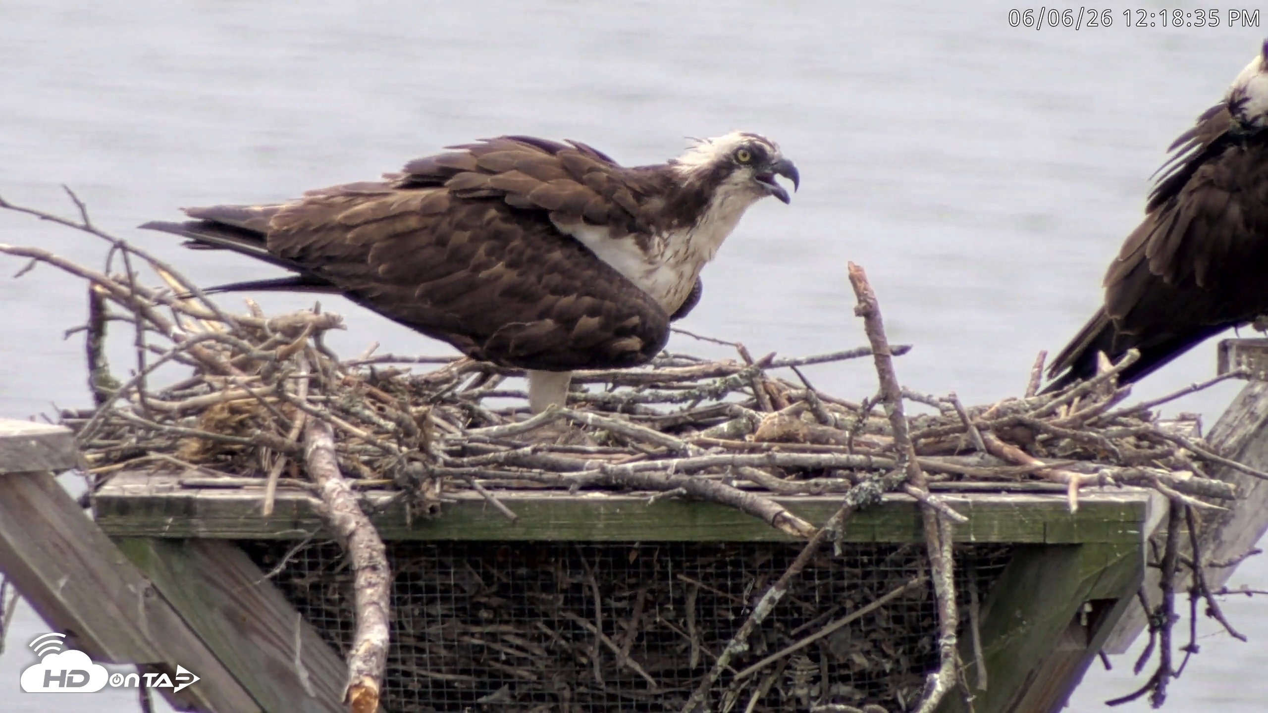 Snapshot of Blackwater Wildlife Refuge Osprey River Platform Live Cam taken Jun 6, 2026, 12:19pm EDT