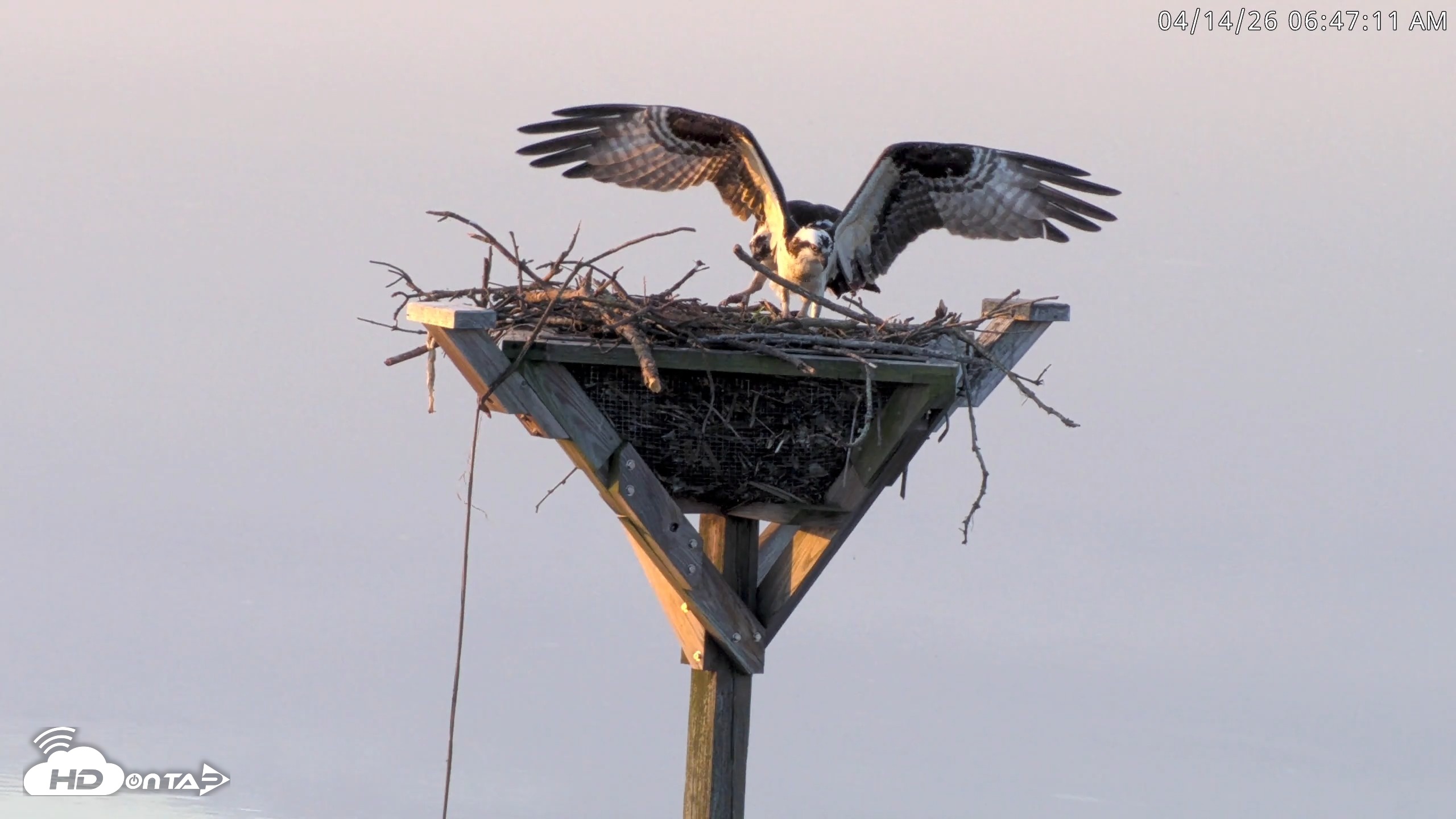 Snapshot of Blackwater Wildlife Refuge Osprey River Platform Live Cam taken Apr 14, 2026, 6:48am EDT