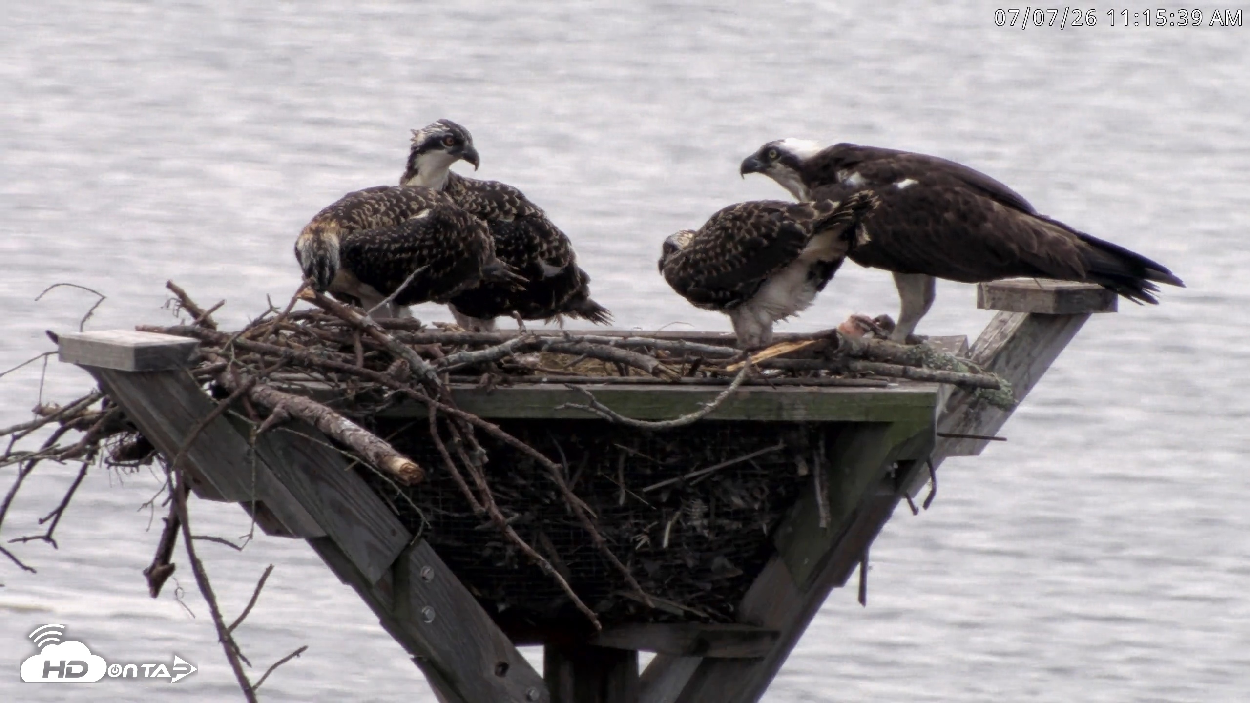 Snapshot of Blackwater Wildlife Refuge Osprey River Platform Live Cam taken Jul 7, 2026, 11:16am EDT