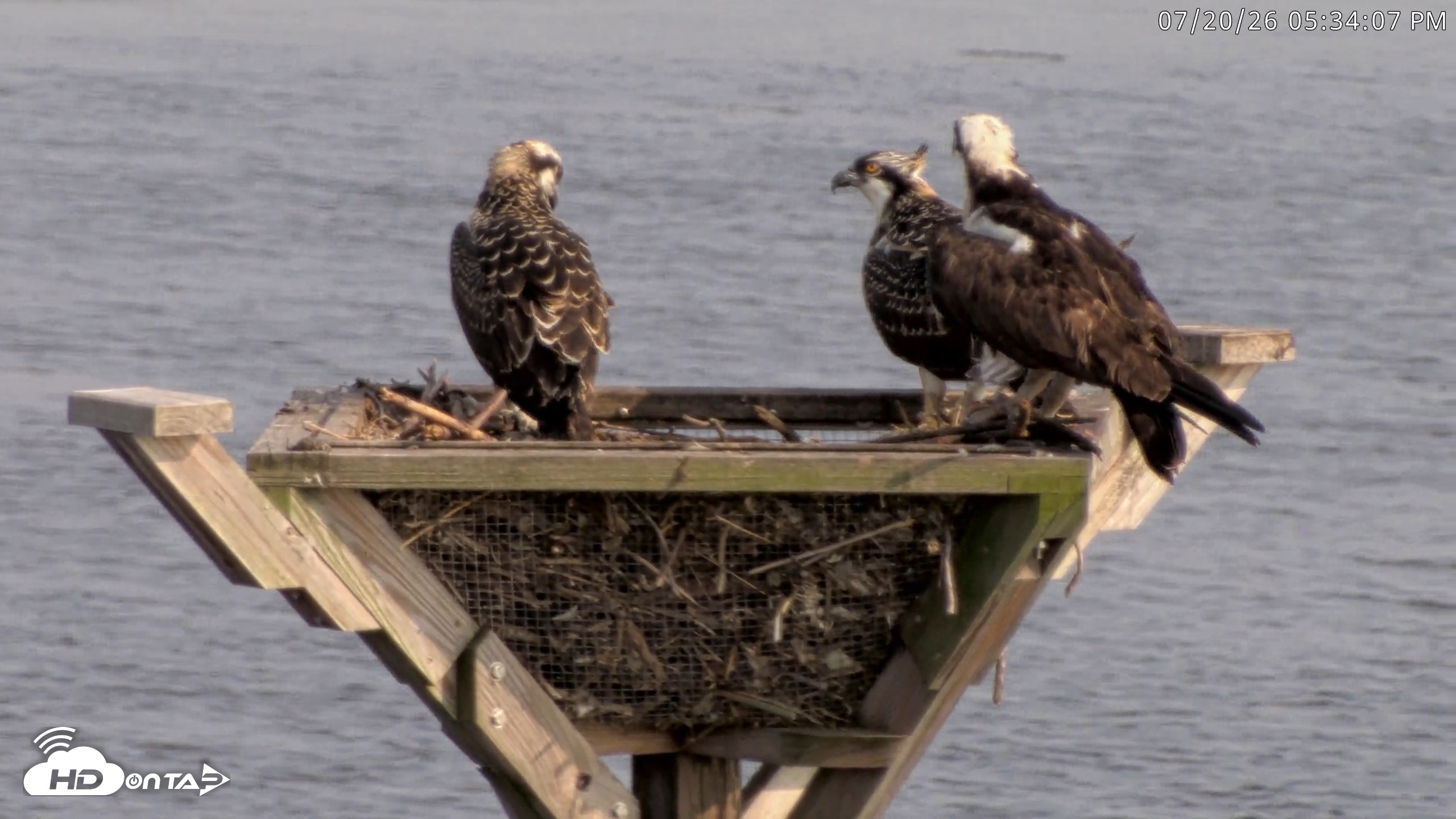 Snapshot of Blackwater Wildlife Refuge Osprey River Platform Live Cam taken Jul 20, 2026, 5:34pm EDT