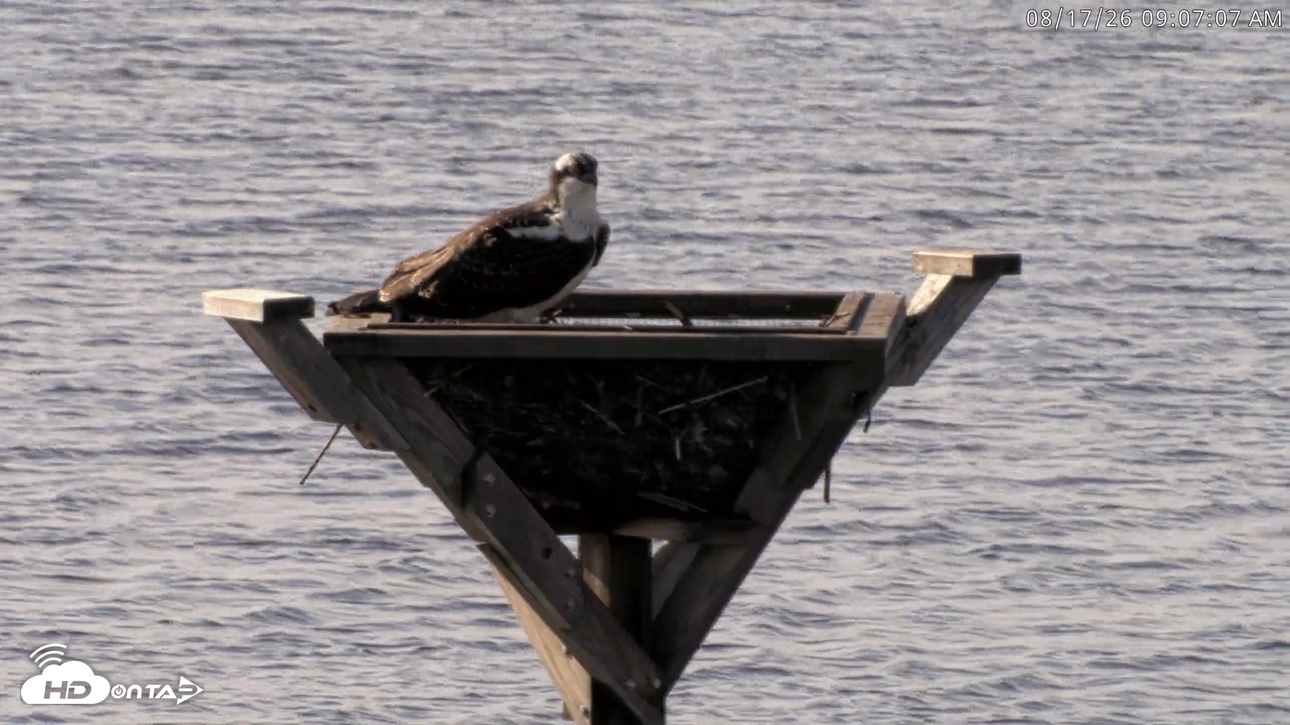 Snapshot of Blackwater Wildlife Refuge Osprey River Platform Live Cam taken Aug 17, 2026, 9:07am EDT