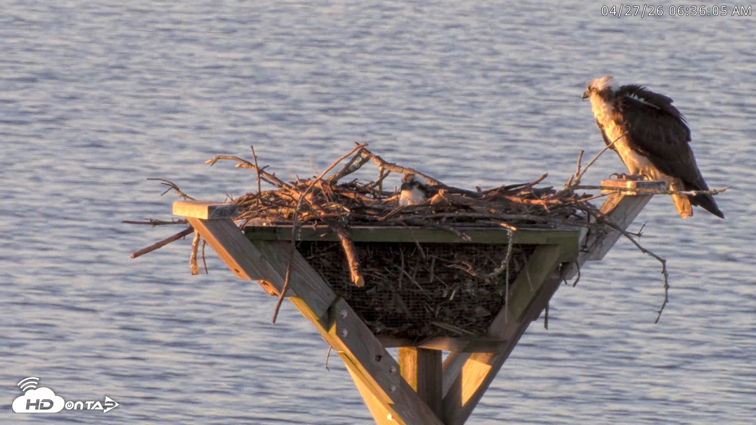 Snapshot of Blackwater Wildlife Refuge Osprey River Platform Live Cam taken Apr 27, 2026, 6:36am EDT