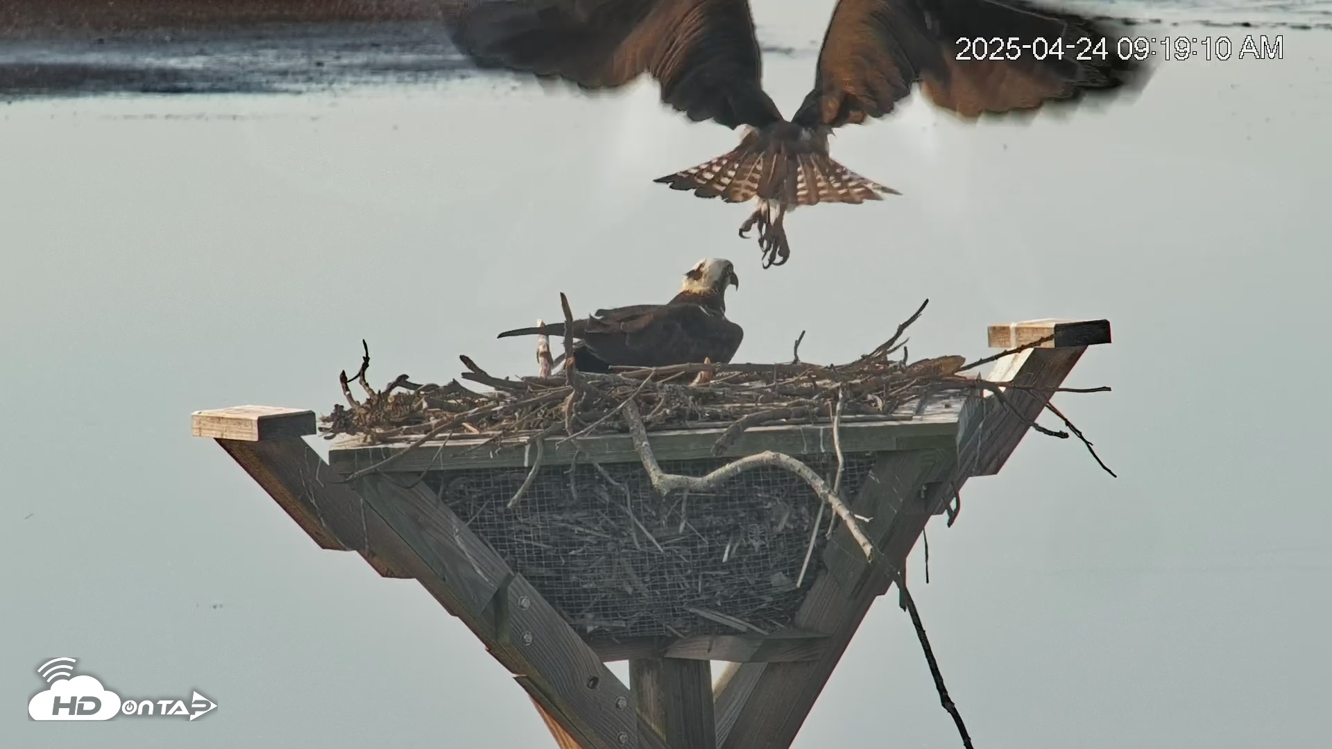 Snapshot of Blackwater Wildlife Refuge Osprey River Platform Live Cam taken Apr 24, 2025, 9:21am EDT