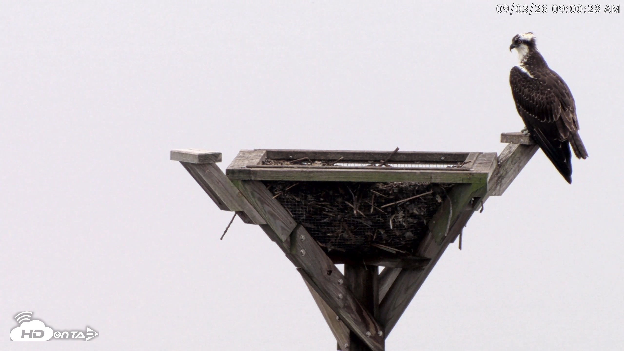 Snapshot of Blackwater Wildlife Refuge Osprey River Platform Live Cam taken Sep 3, 2026, 9:01am EDT