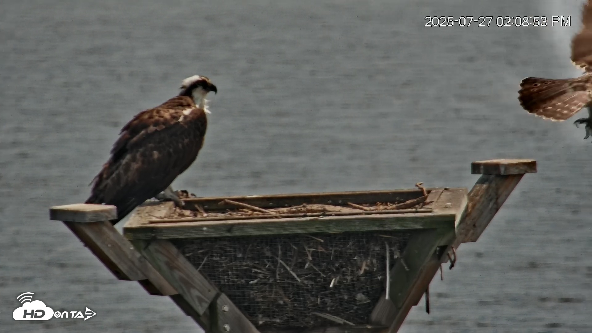 Snapshot of Blackwater Wildlife Refuge Osprey River Platform Live Cam taken Jul 27, 2025, 2:10pm EDT