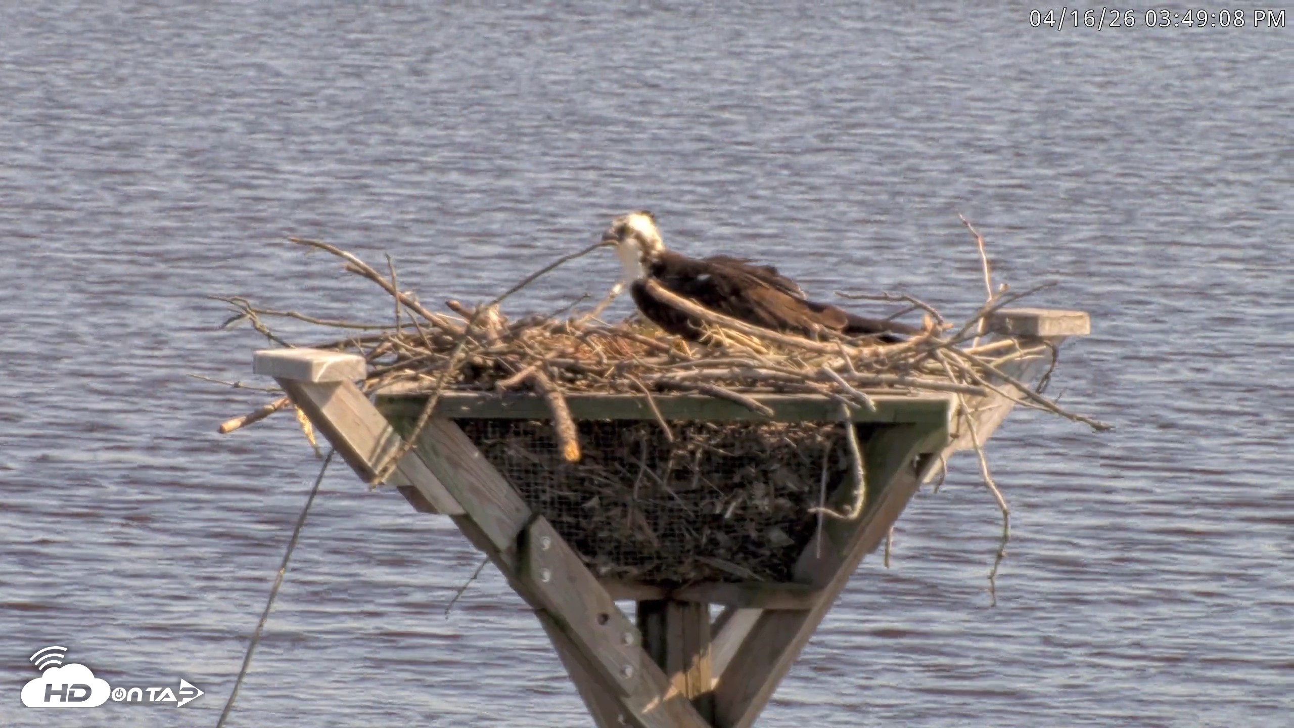 Snapshot of Blackwater Wildlife Refuge Osprey River Platform Live Cam taken Apr 16, 2026, 3:49pm EDT