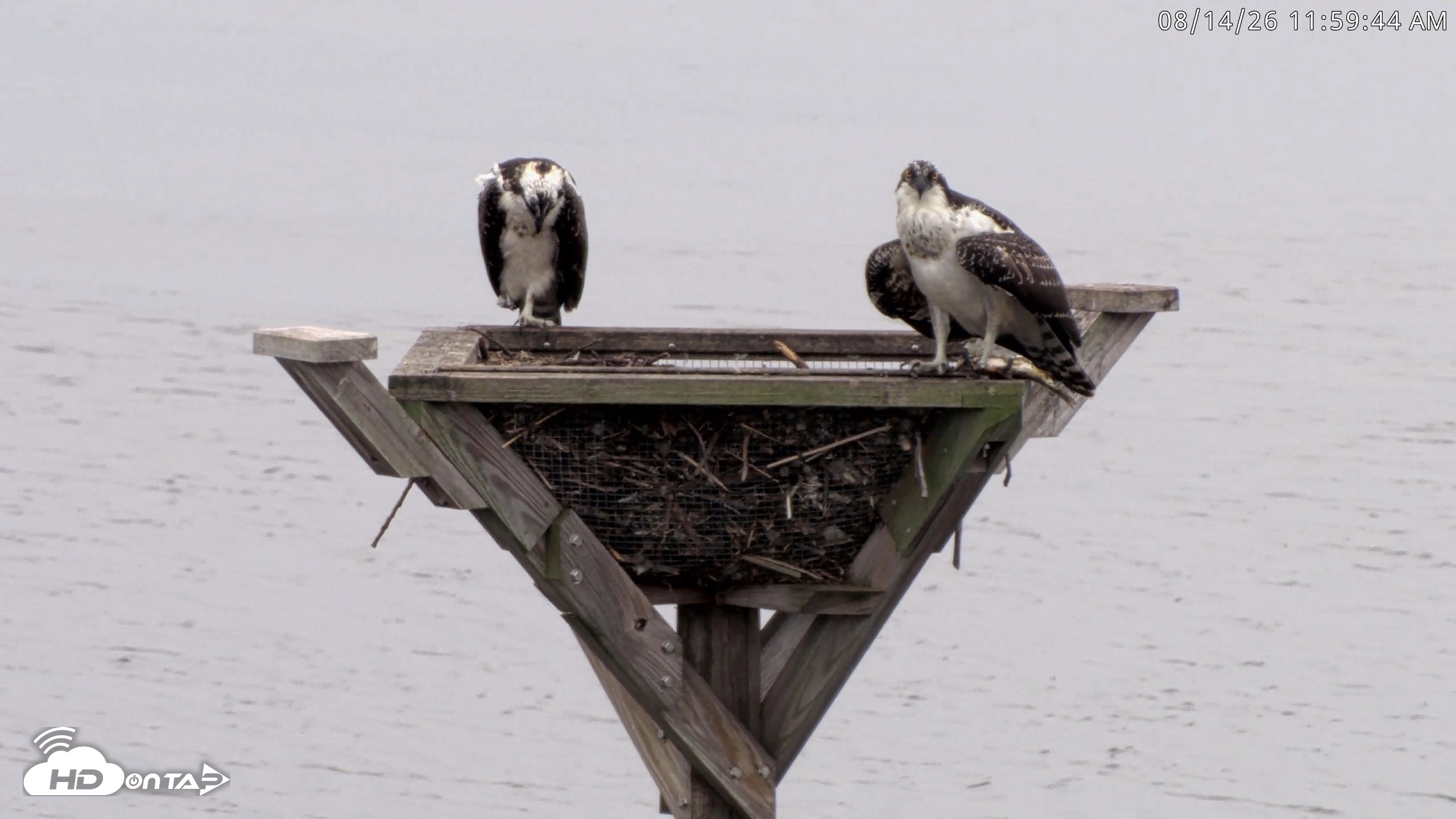 Snapshot of Blackwater Wildlife Refuge Osprey River Platform Live Cam taken Aug 14, 2026, 12:00pm EDT