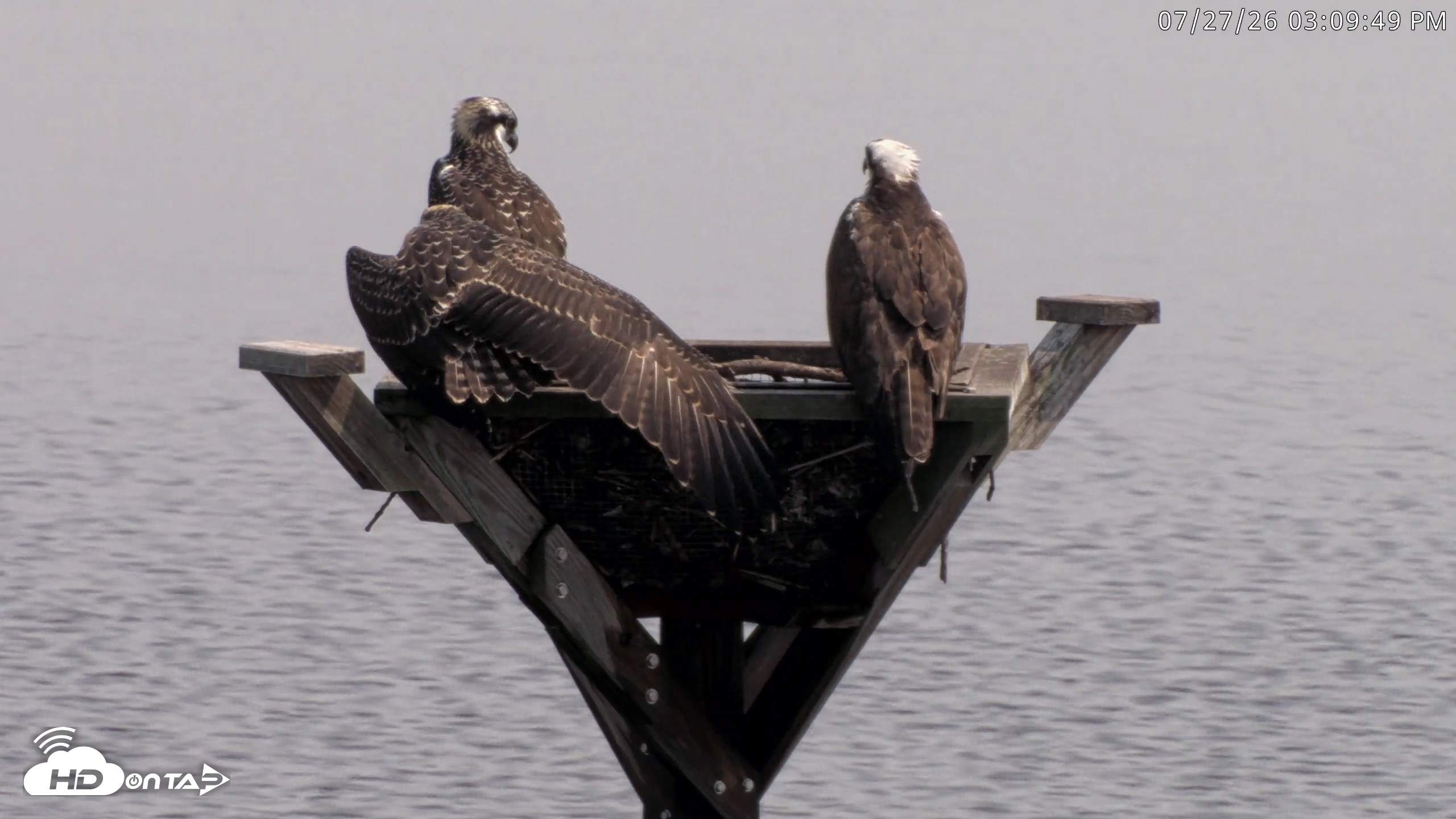 Snapshot of Blackwater Wildlife Refuge Osprey River Platform Live Cam taken Jul 27, 2026, 3:10pm EDT