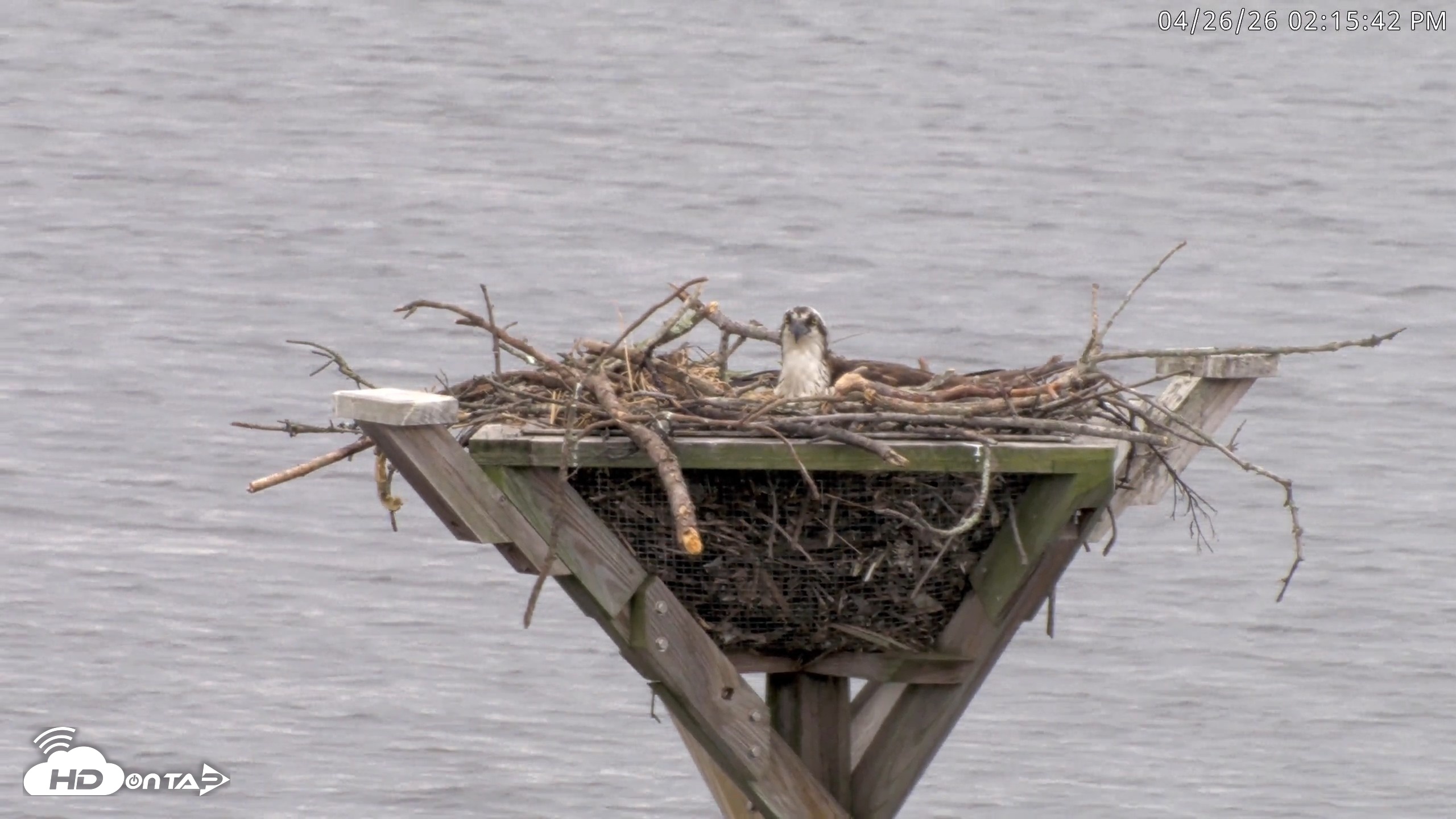 Snapshot of Blackwater Wildlife Refuge Osprey River Platform Live Cam taken Apr 26, 2026, 2:16pm EDT