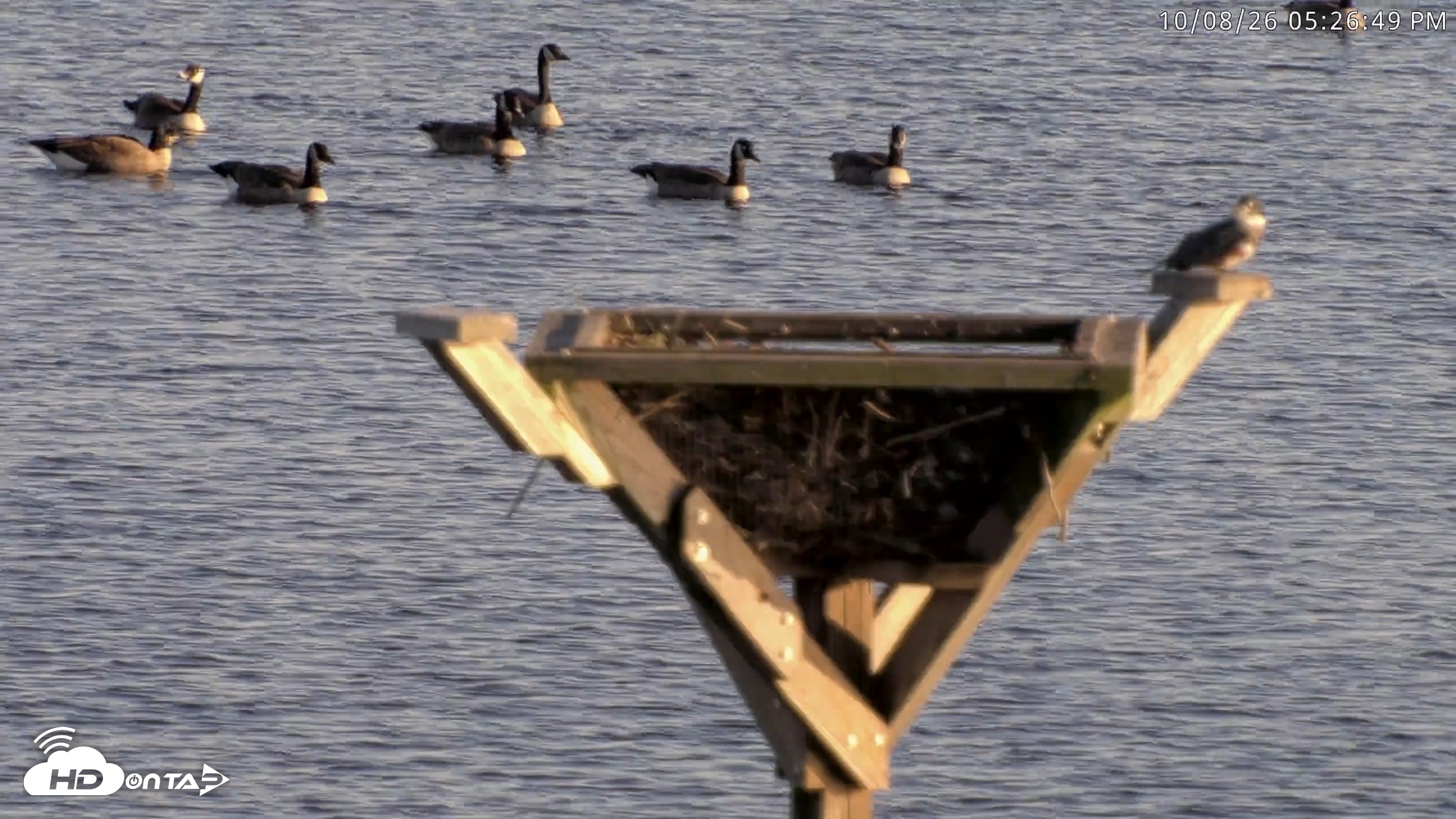 Snapshot of Blackwater Wildlife Refuge Osprey River Platform Live Cam taken Oct 8, 2026, 5:27pm EDT